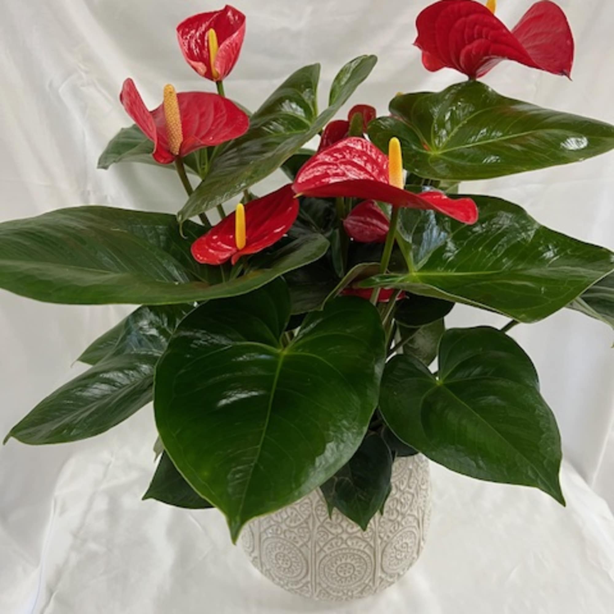 Potted anthurium plant with red blooms in a patterned ceramic pot