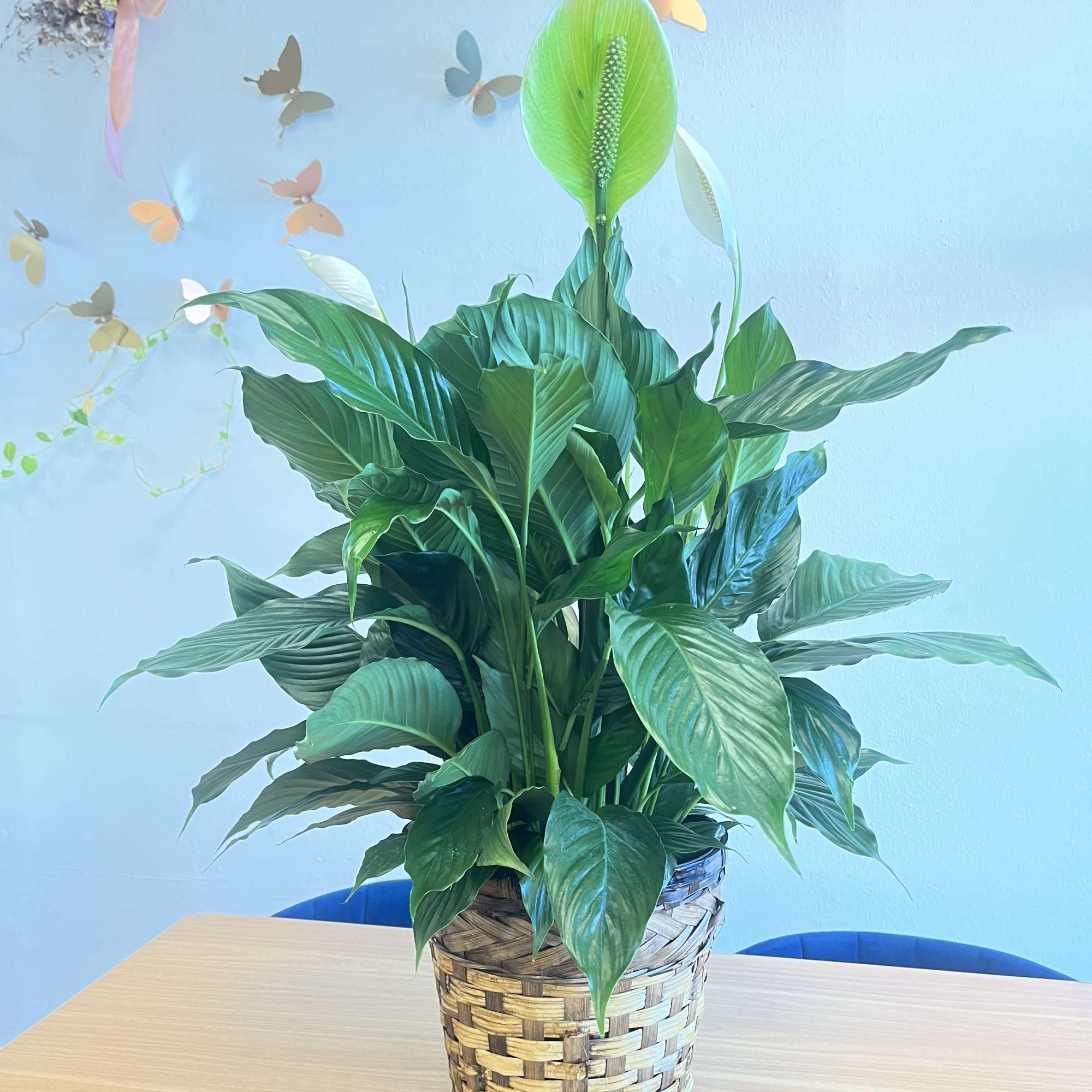 Peace lily plant in a basket 

