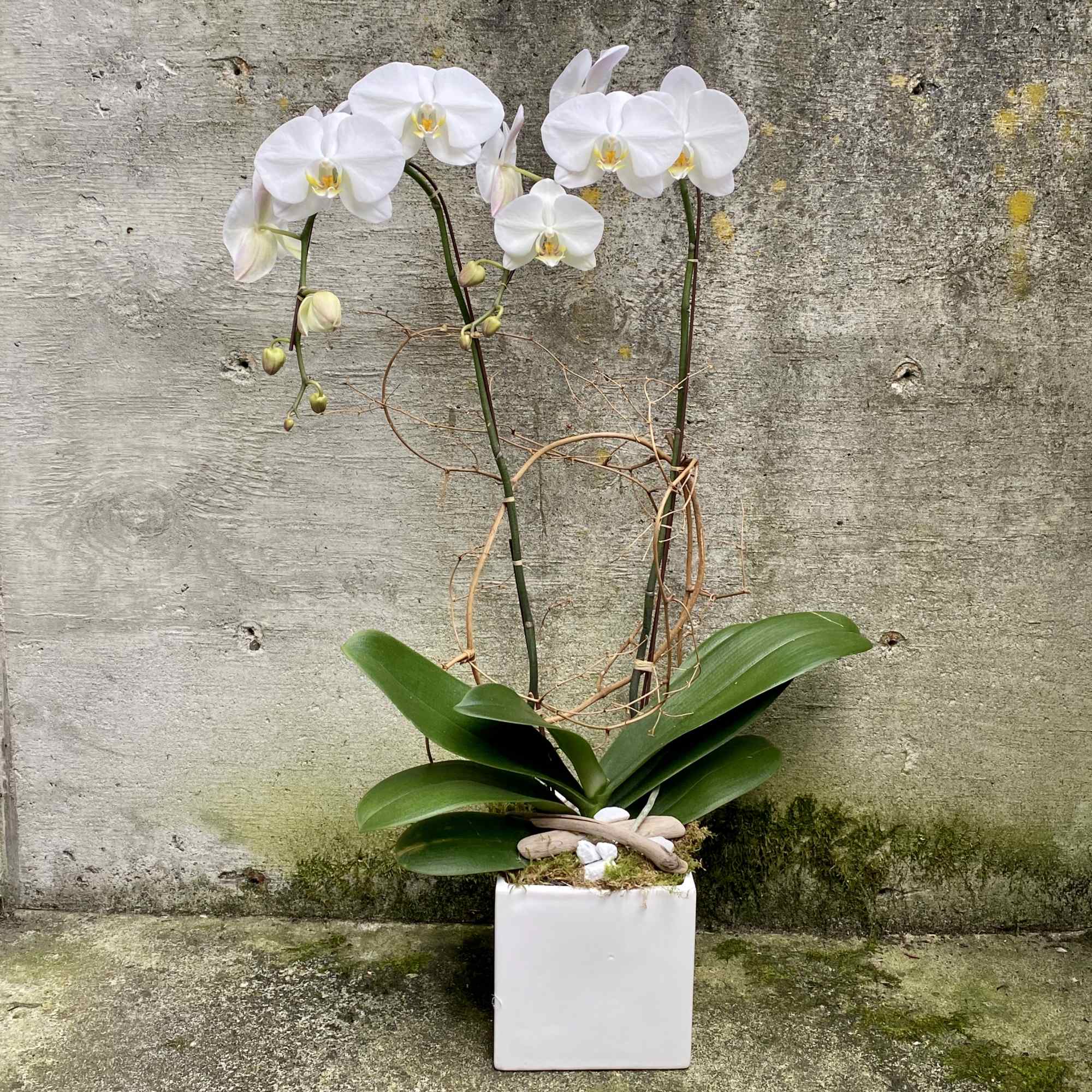 Please call or email us to place your order for a double-stem
