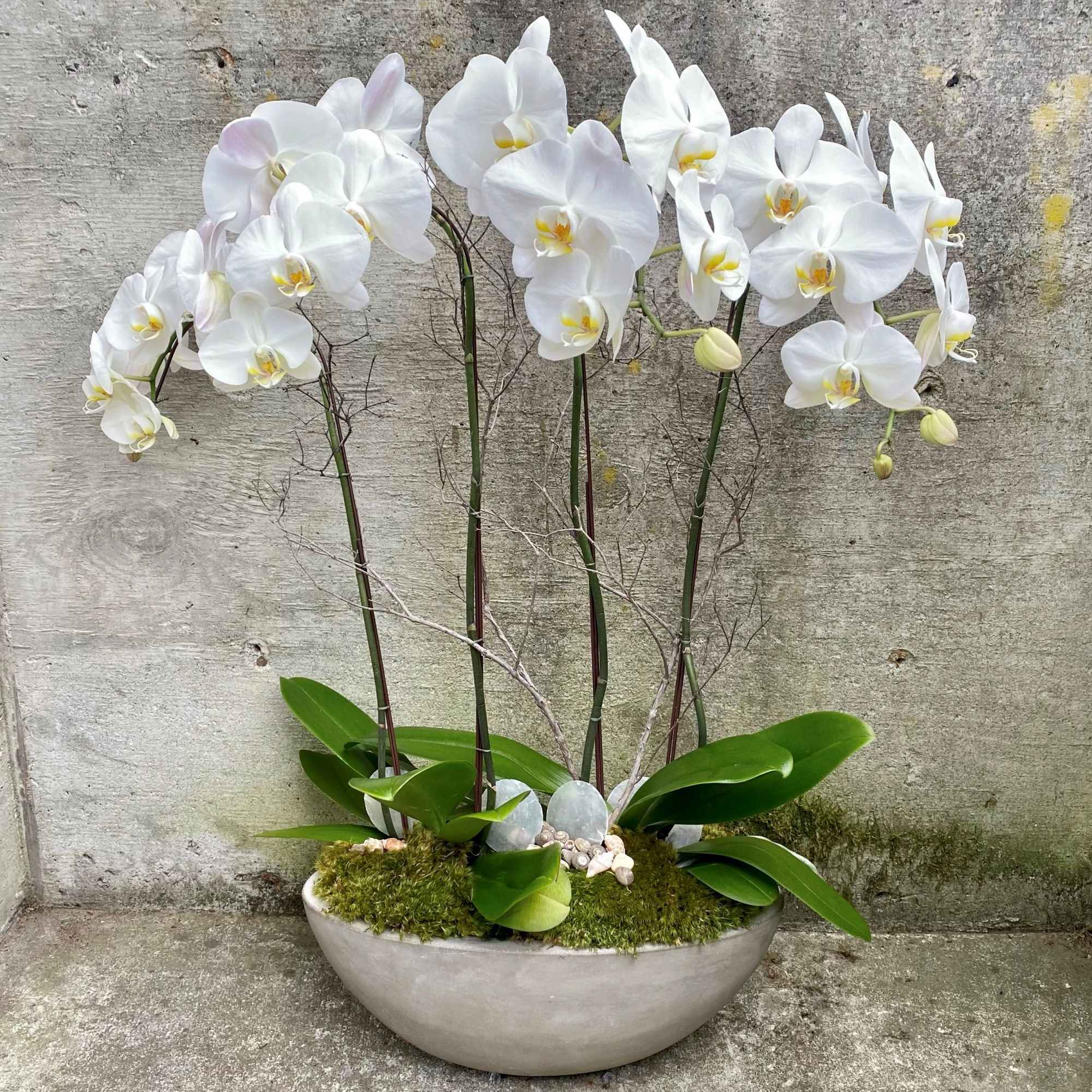 White orchids arranged in a shallow gray planter with moss
