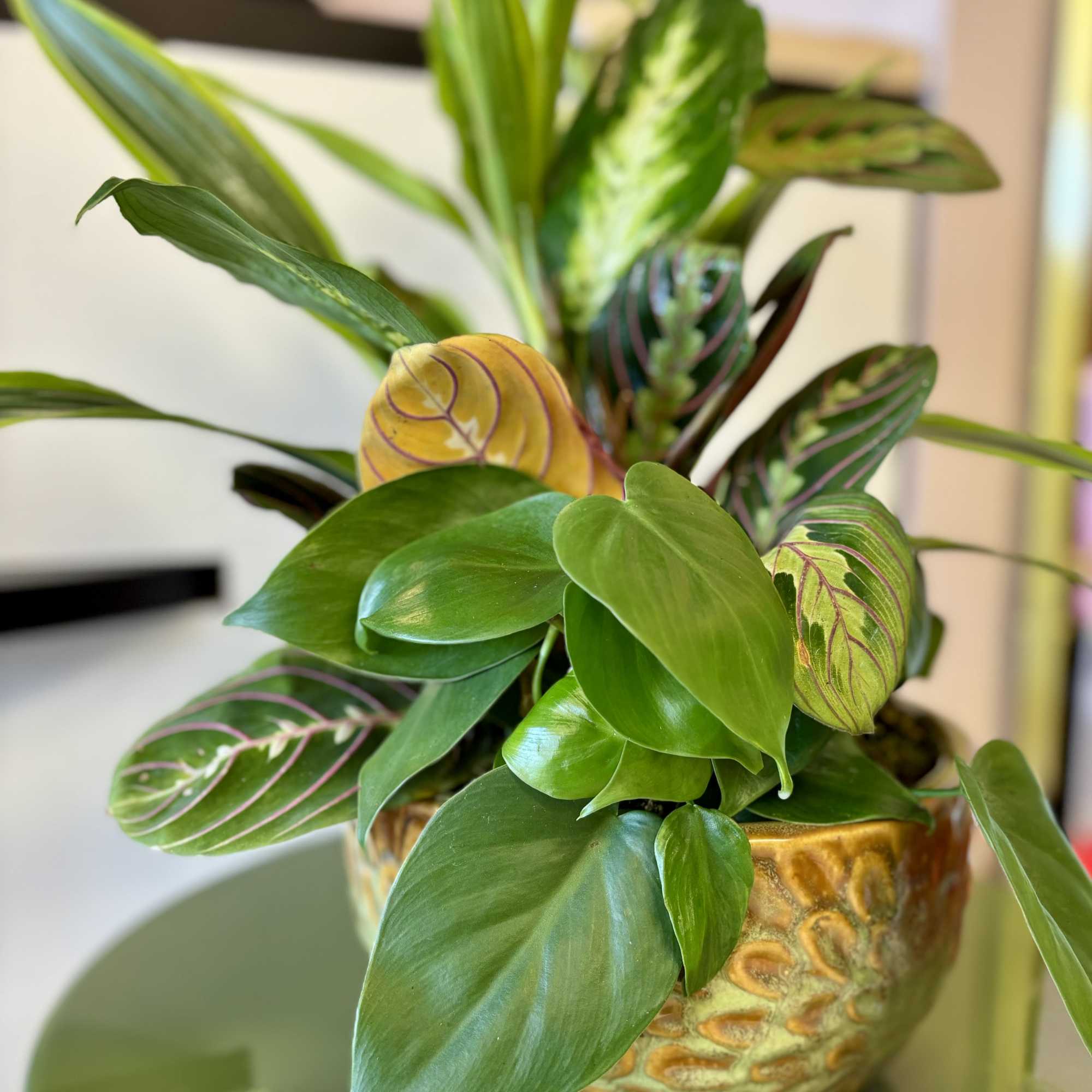 Potted tropical plant with patterned green leaves in a decorative ceramic pot
