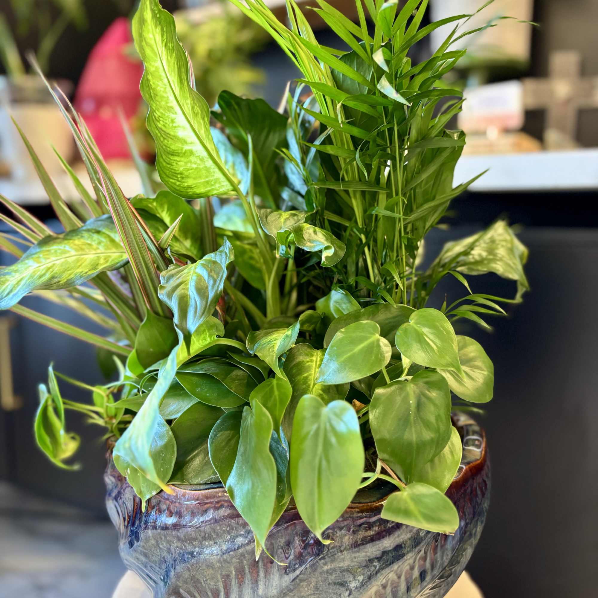 Lush green potted plant arrangement in a decorative ceramic pot