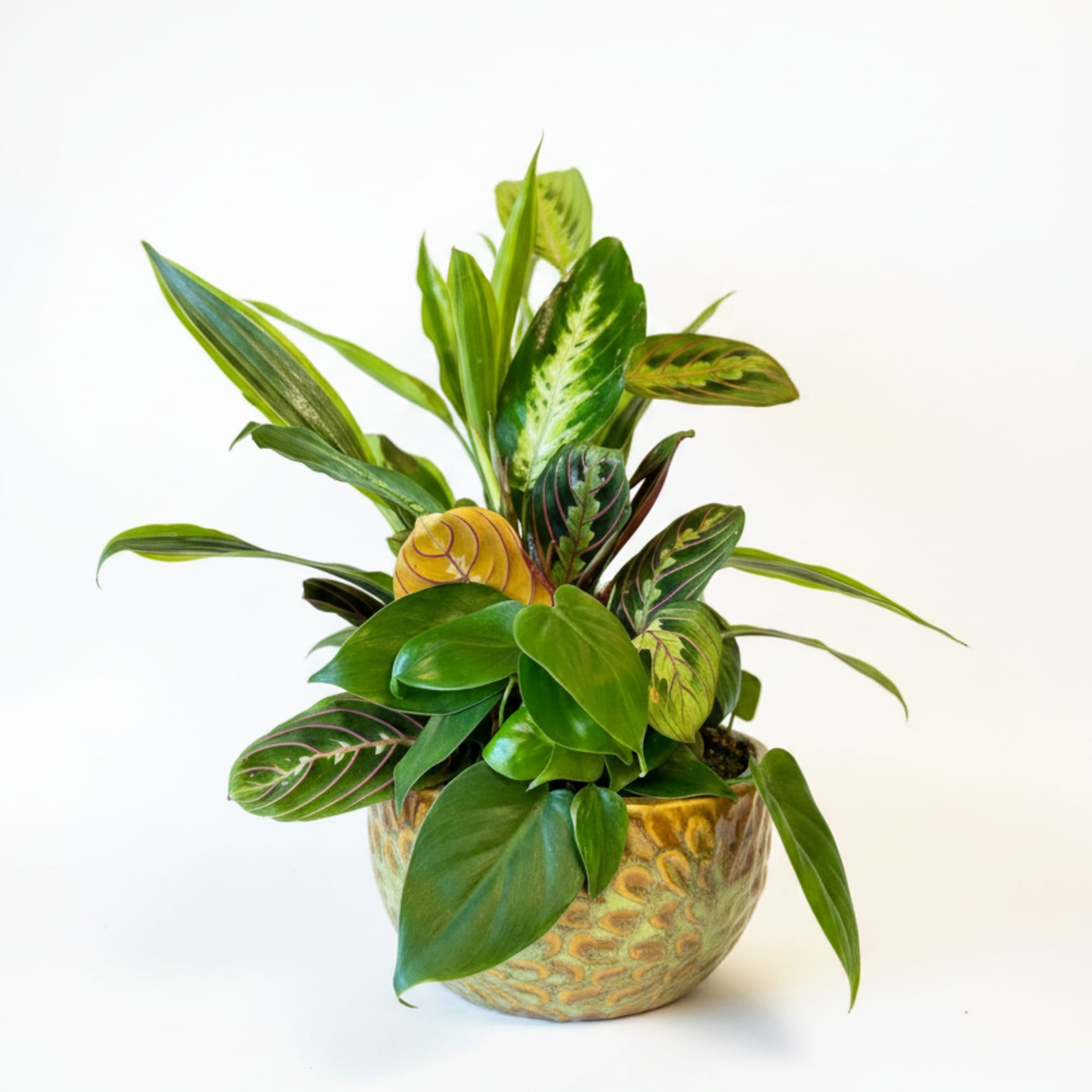 Dish Garden &ndash; Lush &amp; Low-Maintenance Beauty

Bring the charm of nature indoors