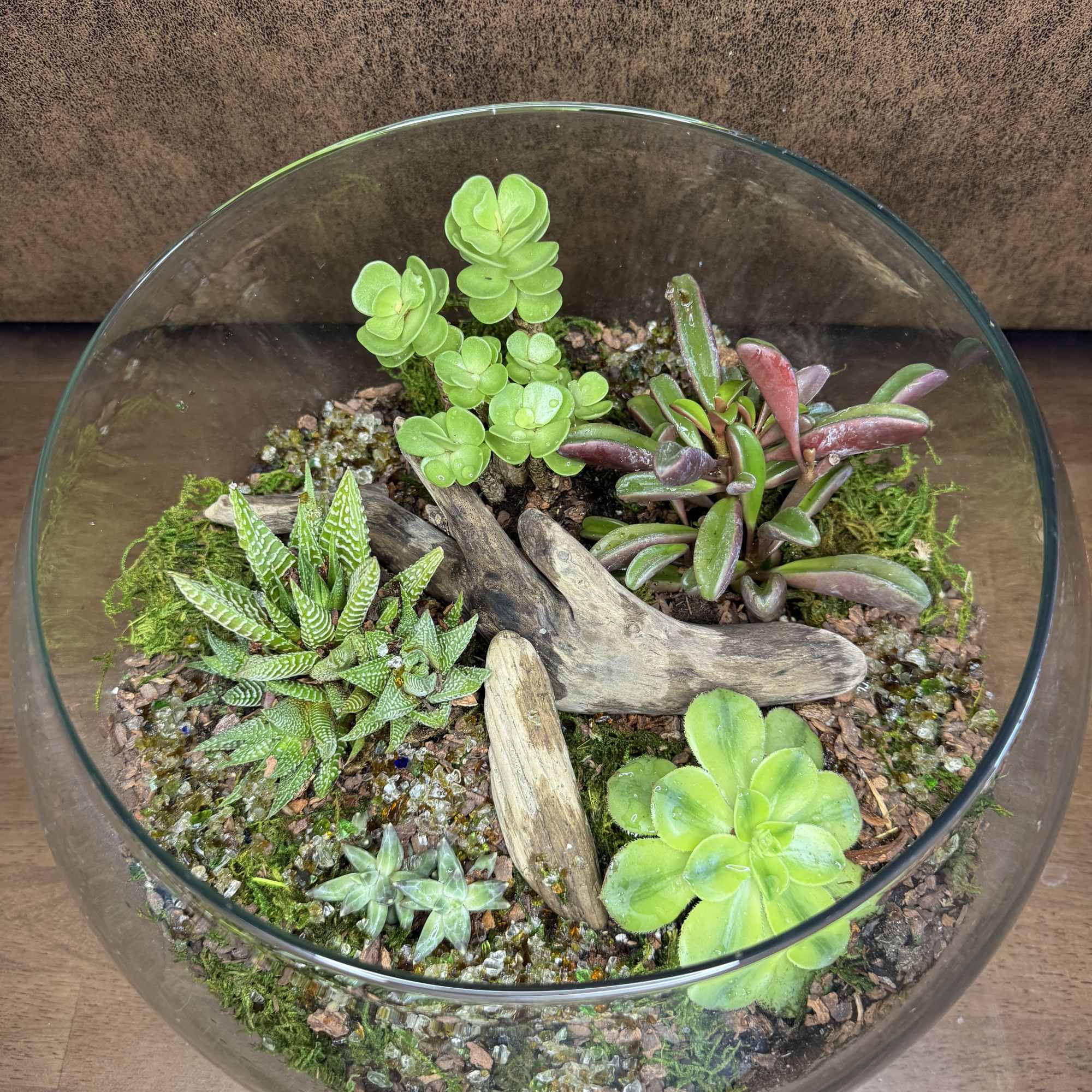 This big beautiful terrarium bowl is an easy keeping beauty. 12&rdquo; bowl.