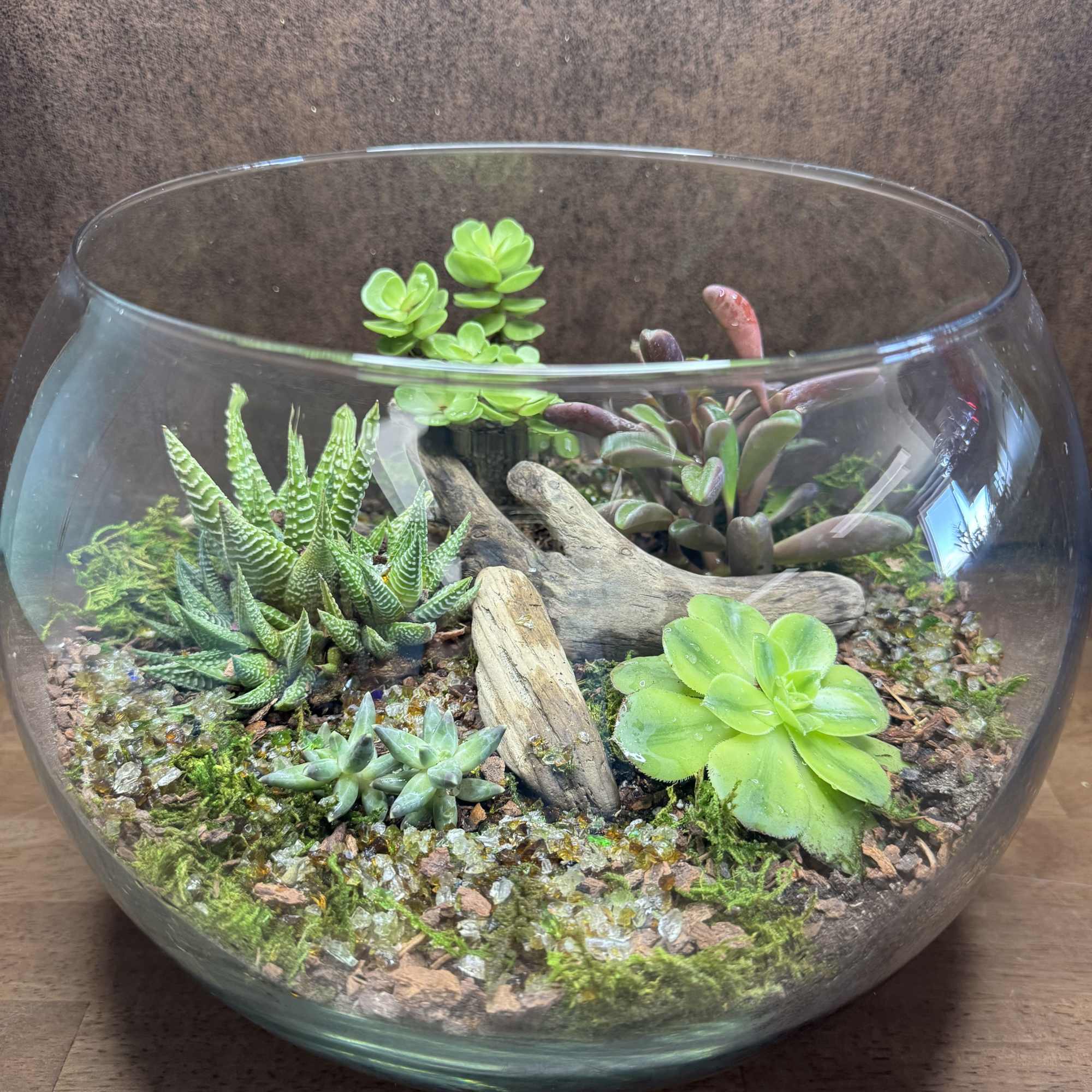 This big beautiful terrarium bowl is an easy keeping beauty. 12&rdquo; bowl.