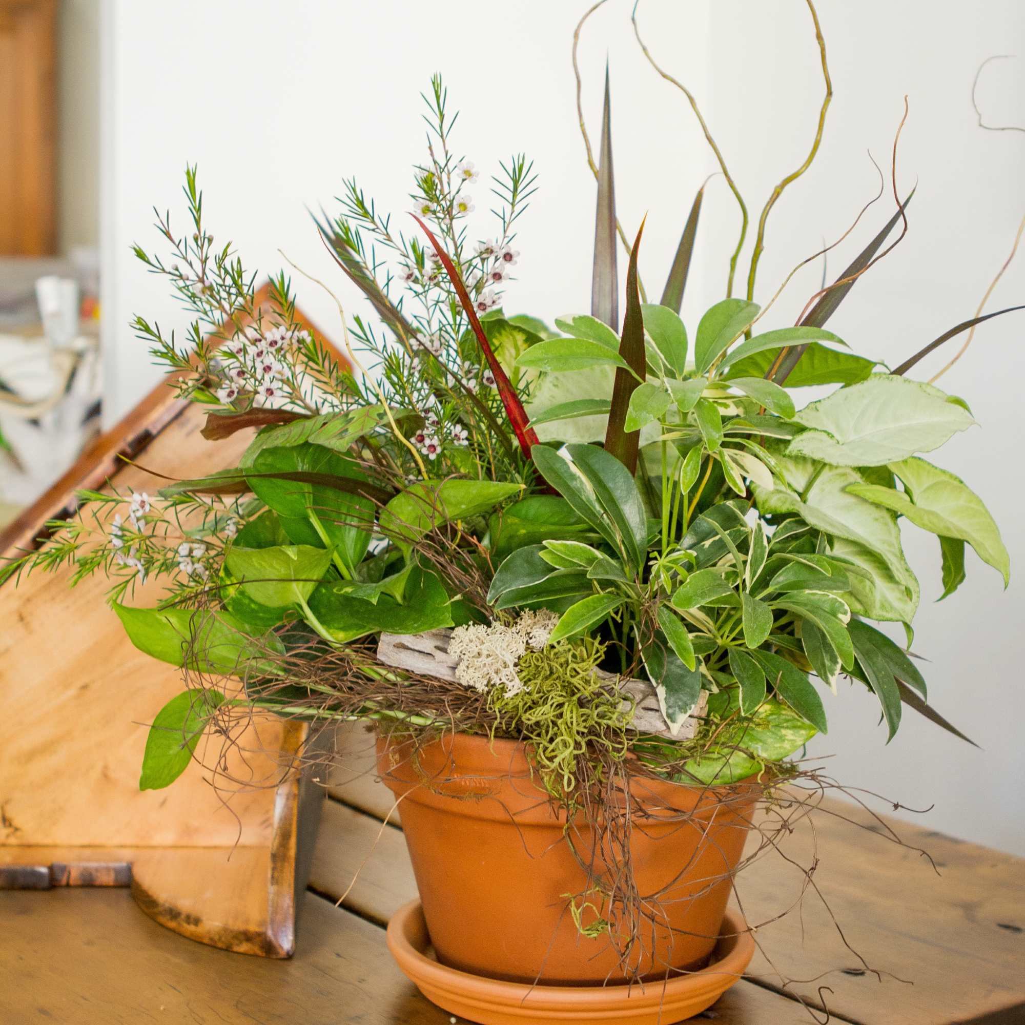 Mixed green houseplant garden with twigs in a terracotta pot on a wooden table