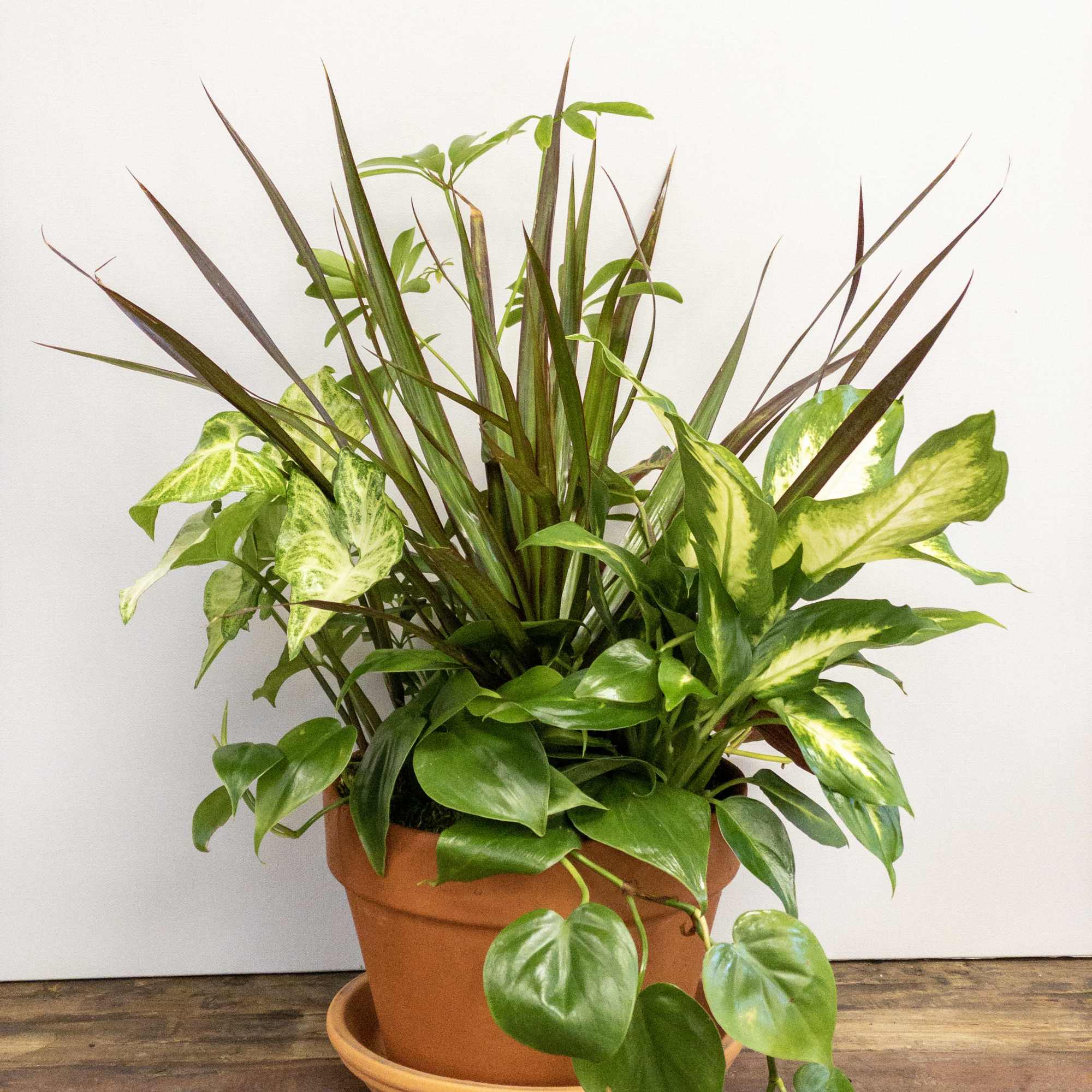 Mixed potted houseplants in a terracotta pot with saucer on a wooden surface.