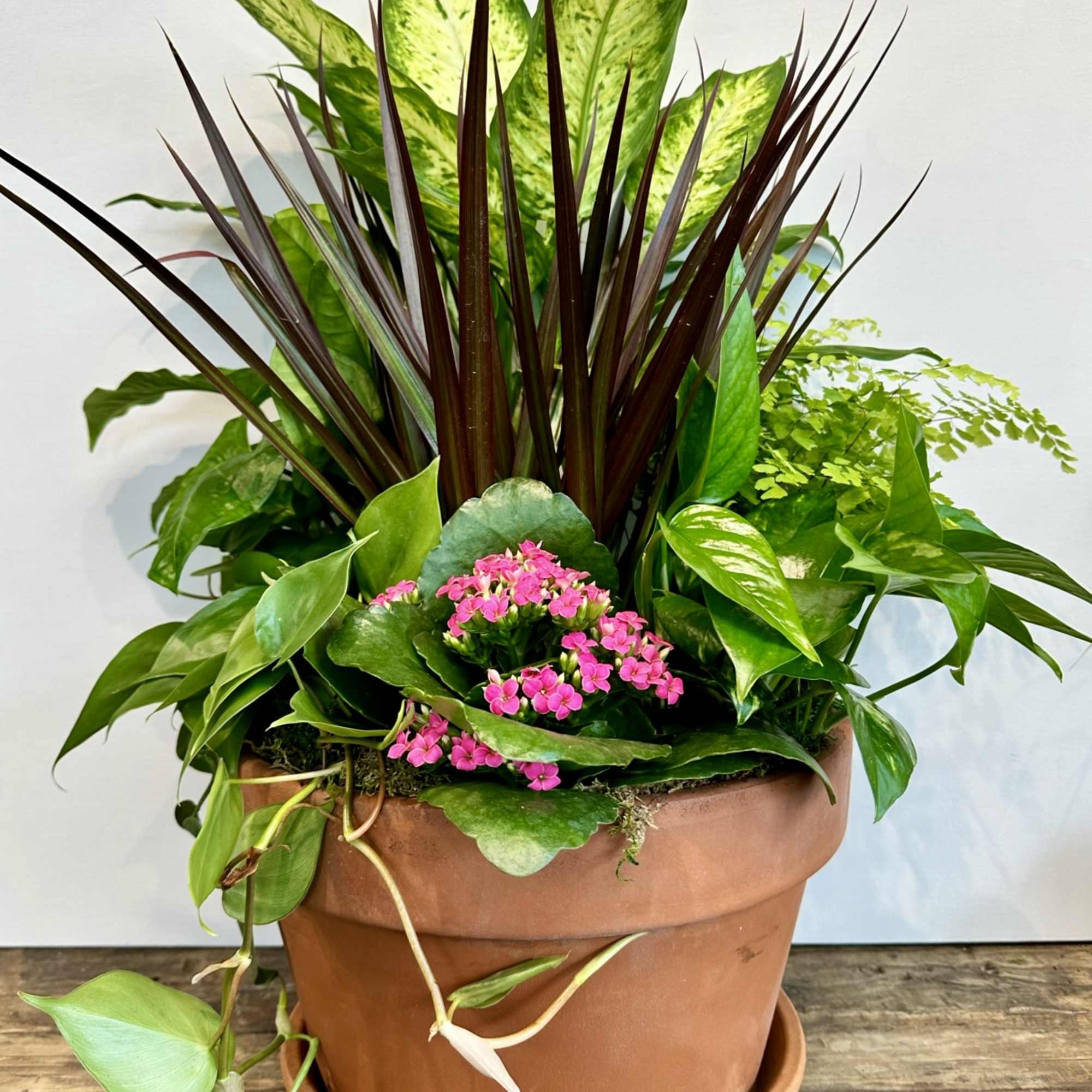 Mixed green houseplant garden with a pink flowering plant in a terracotta pot.