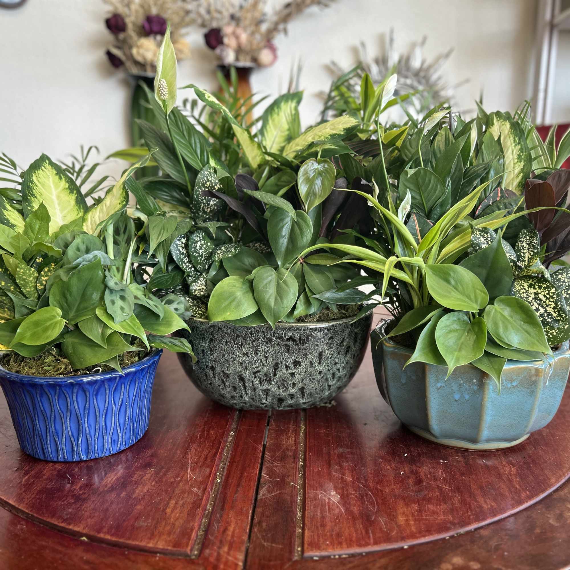 A beautiful, fresh variety of green plants in a gorgeous ceramic pot