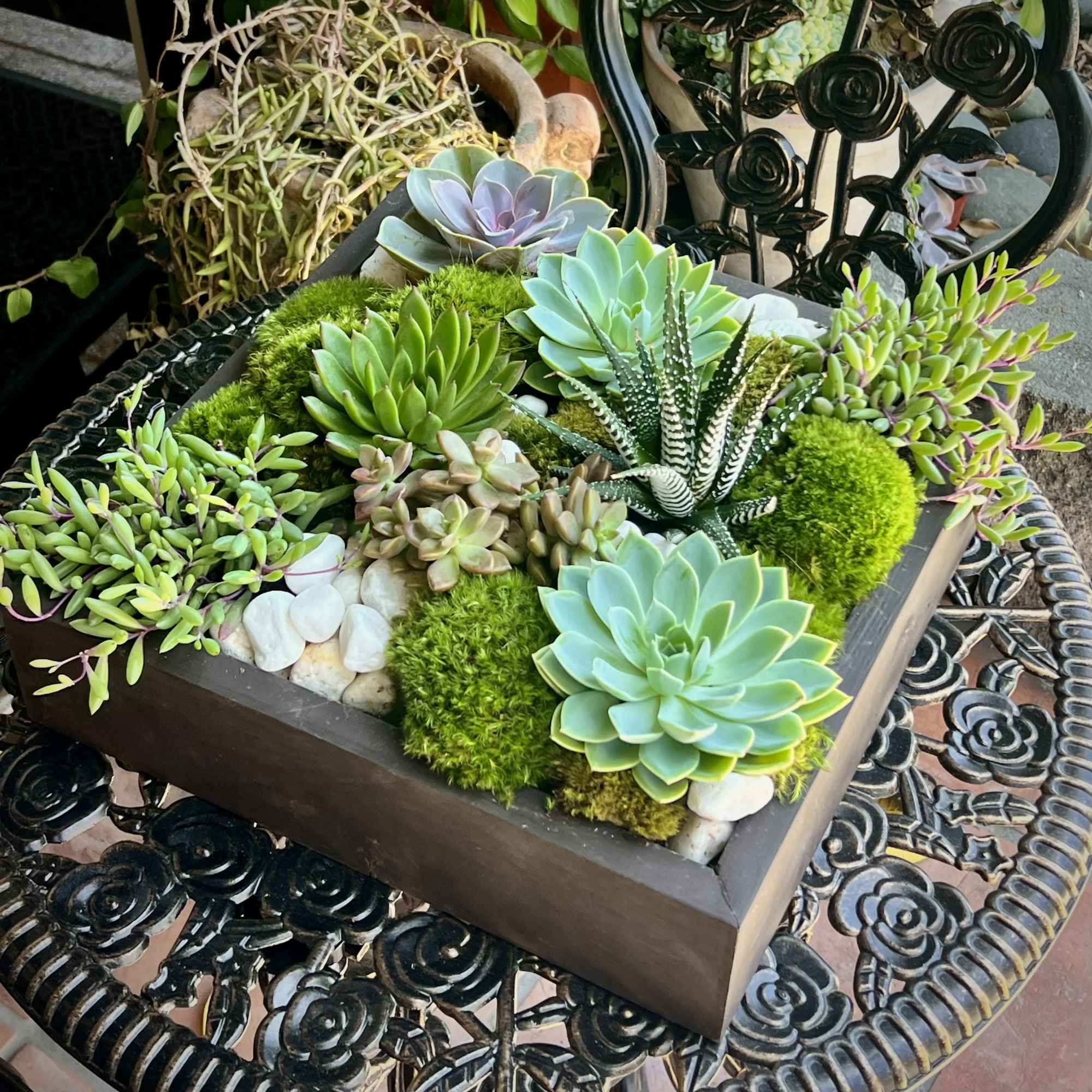 Succulent arrangement in a square wooden planter with moss and pebbles