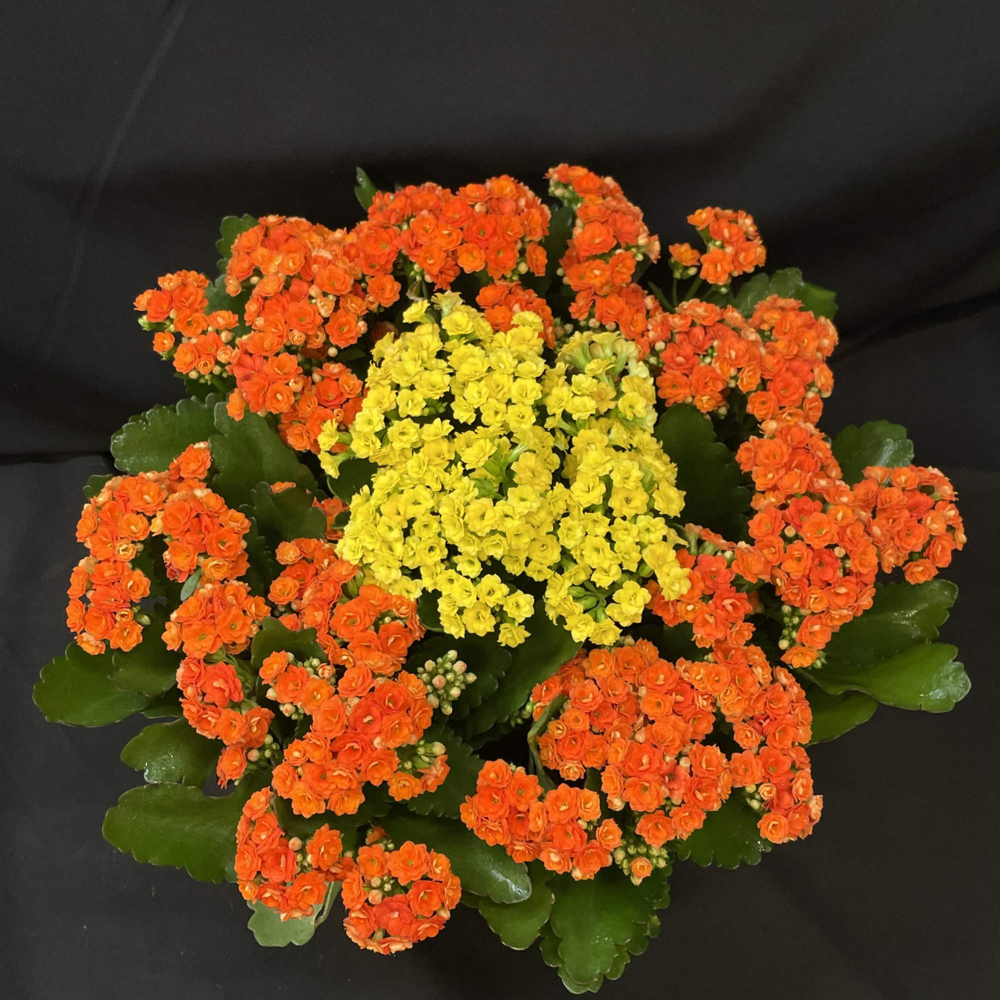 A low, rounded planter of vibrant orange and sunny yellow blooms that