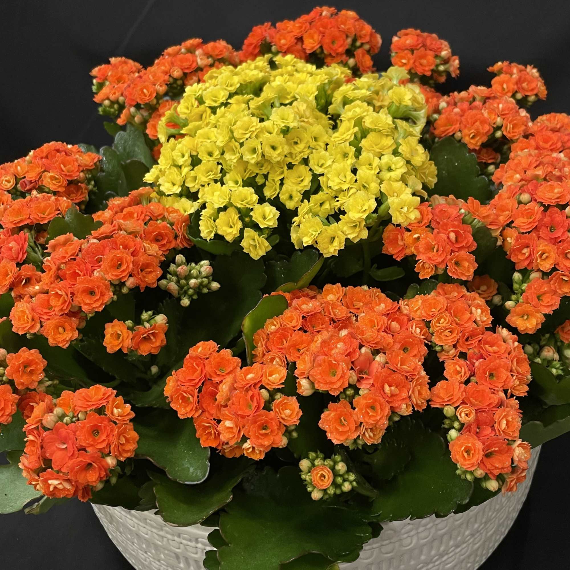 A low, rounded planter of vibrant orange and sunny yellow blooms that