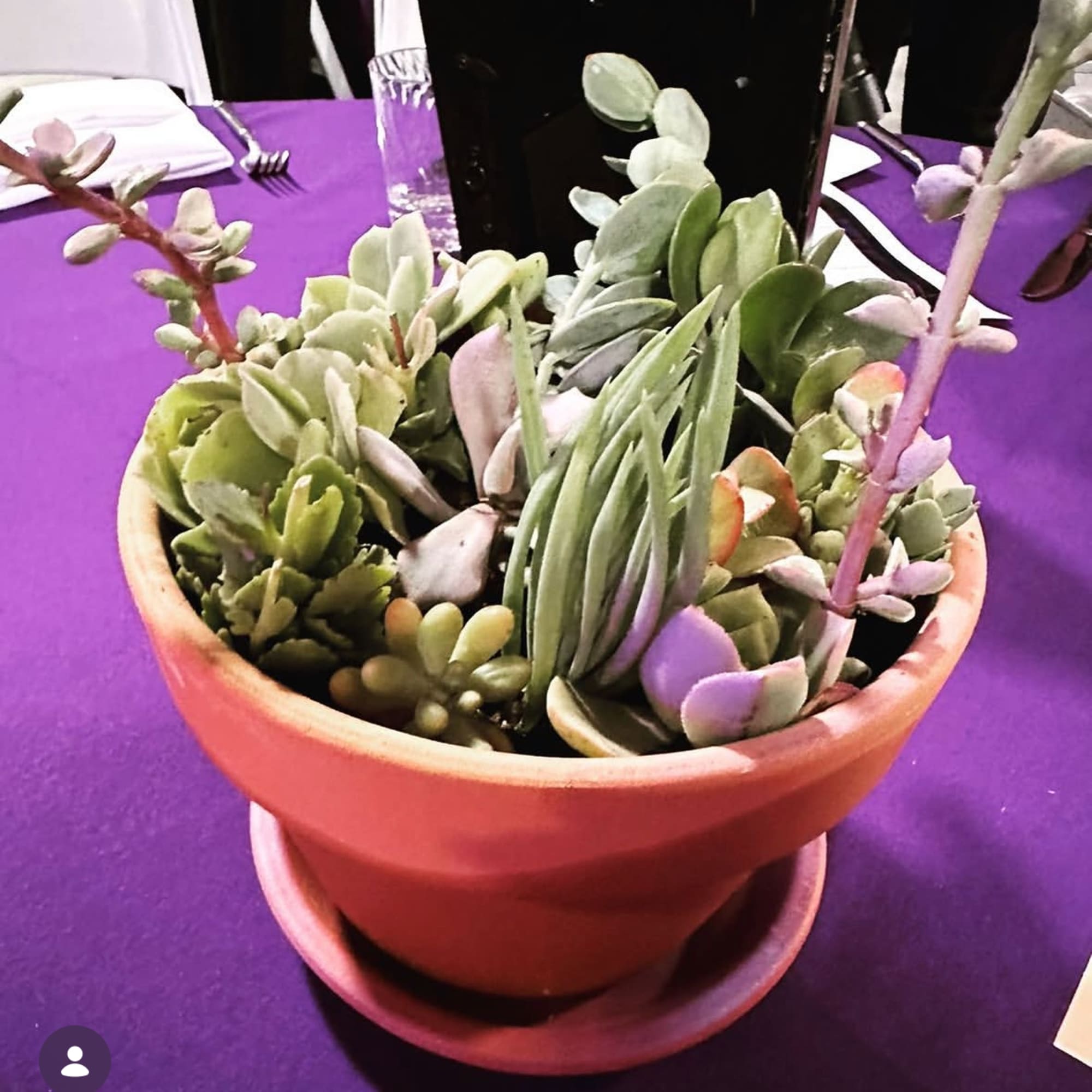 Succulent Centerpiece