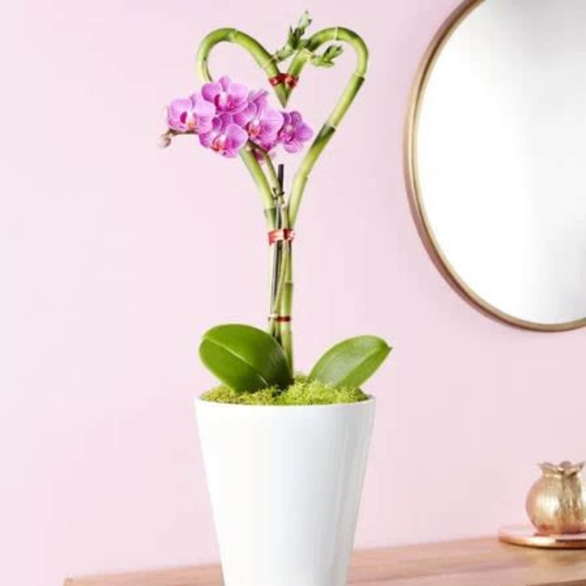  Pet Friendly?
NO . Lucky Bamboo, a type of Dracaena, is toxic