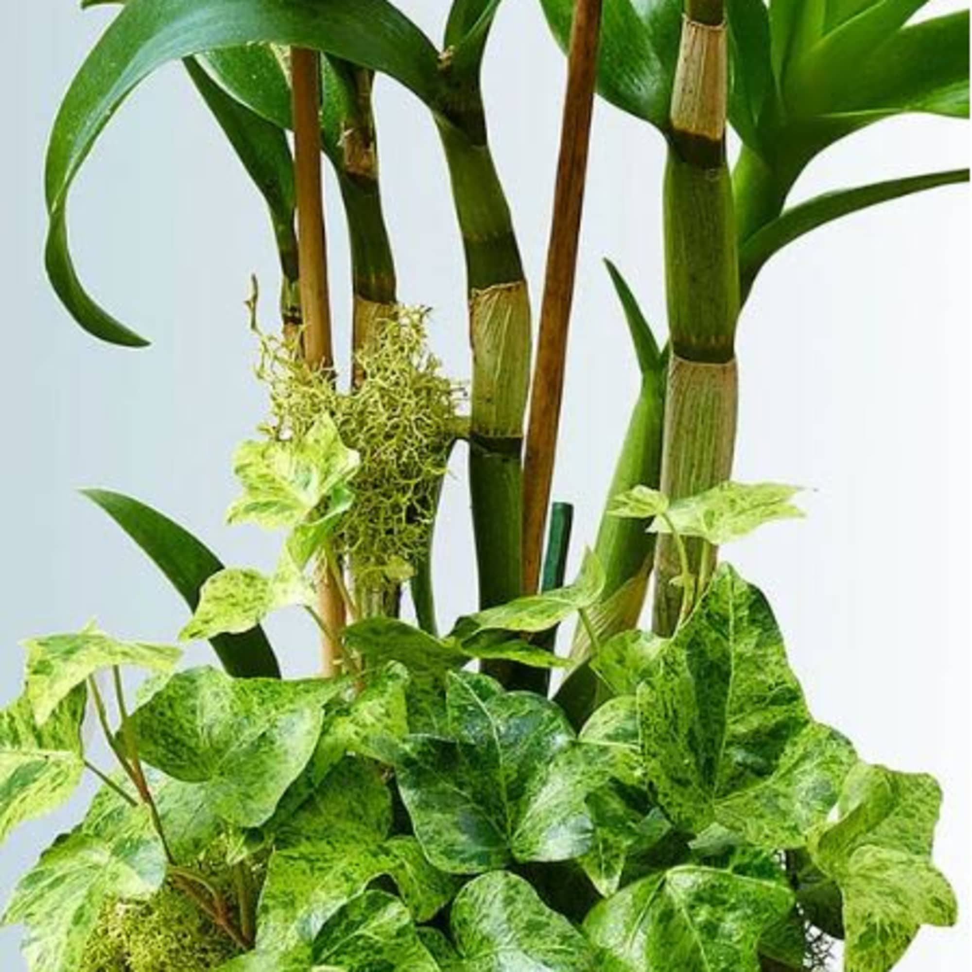 Pet Friendly?
Yes Dendrobium orchids are generally considered non-toxic to dogs and cats