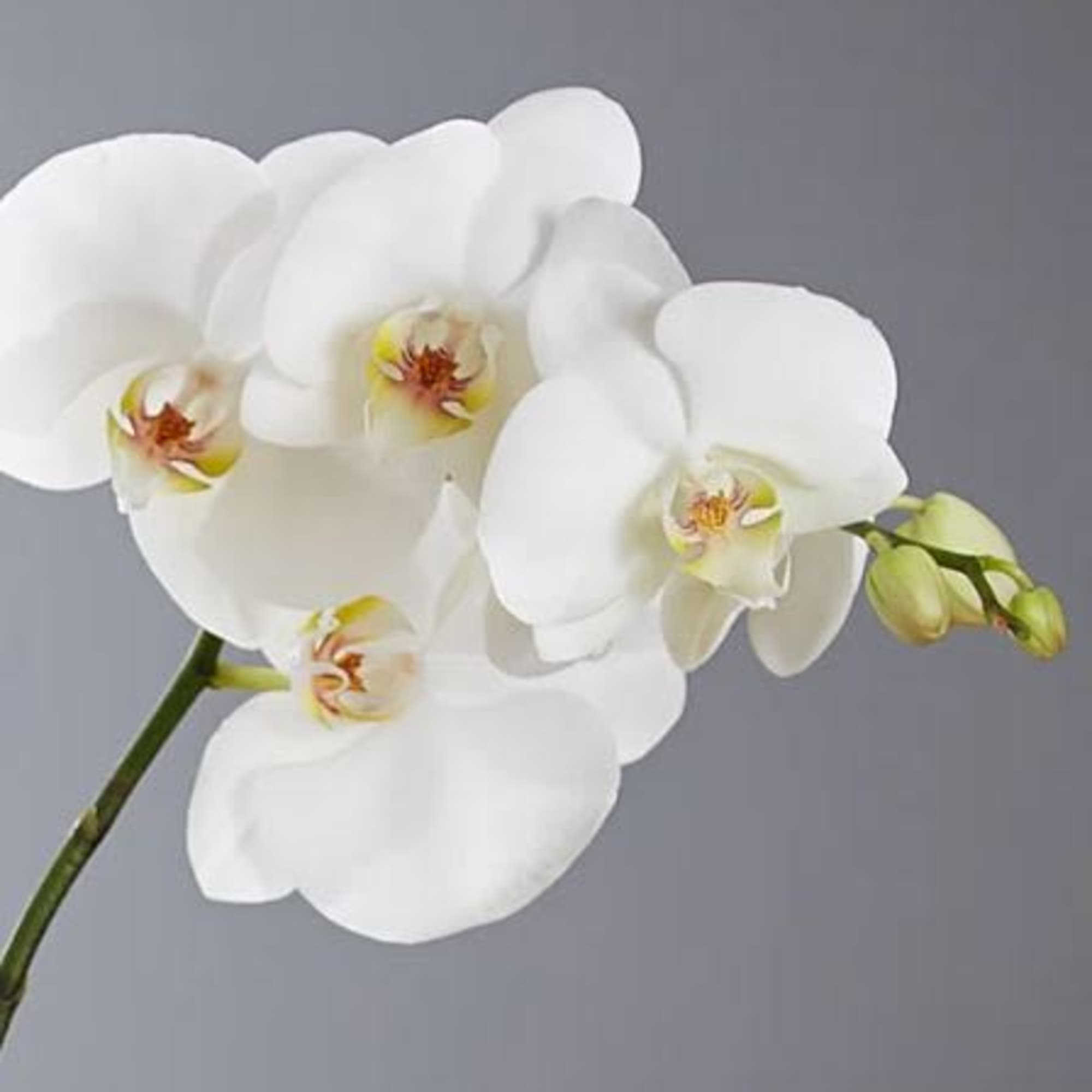 Pet Friendly?
NO. While Phalaenopsis Orchids are generally considered non-toxic to cats and