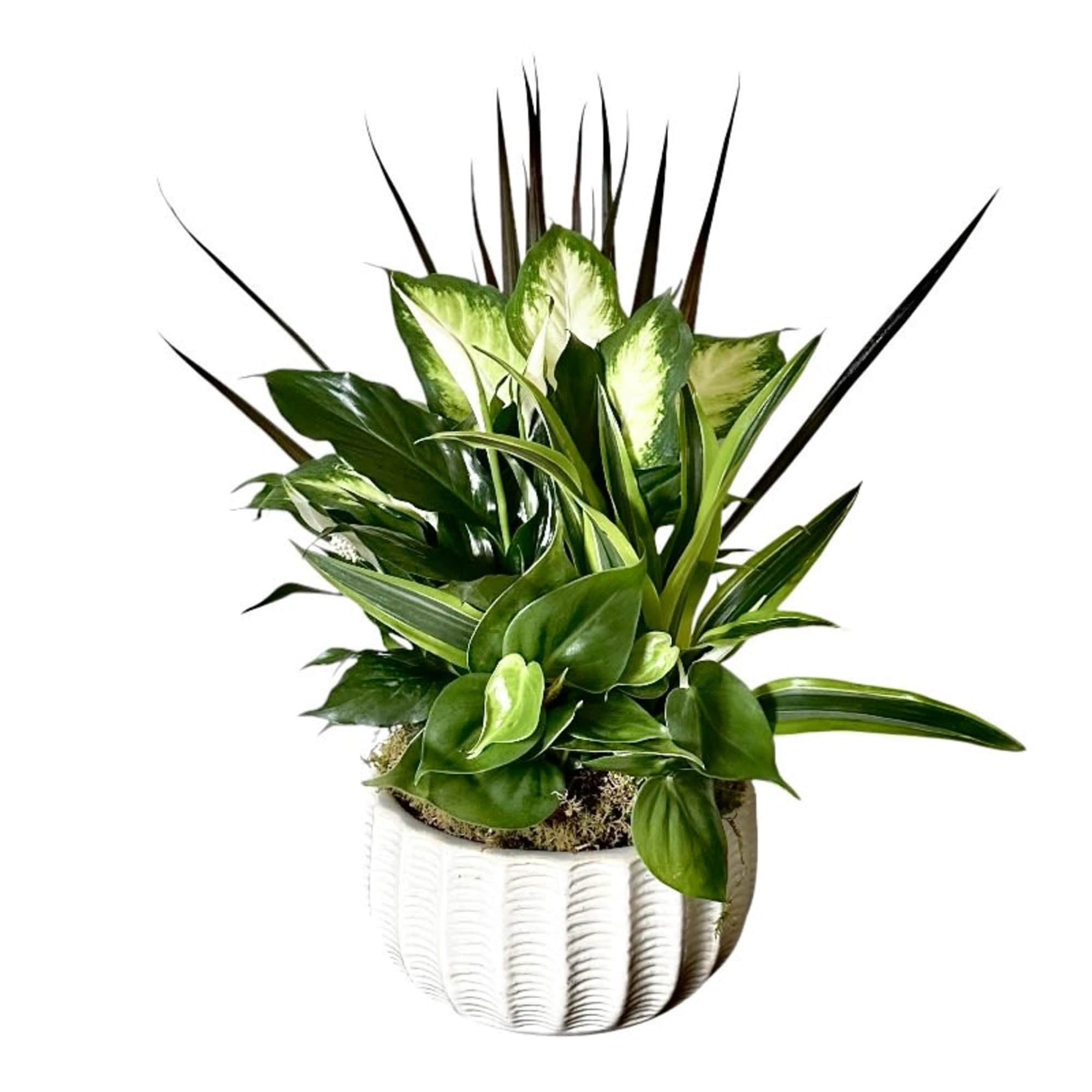 Lush architectural foliage takes center stage in this modern dish garden, a