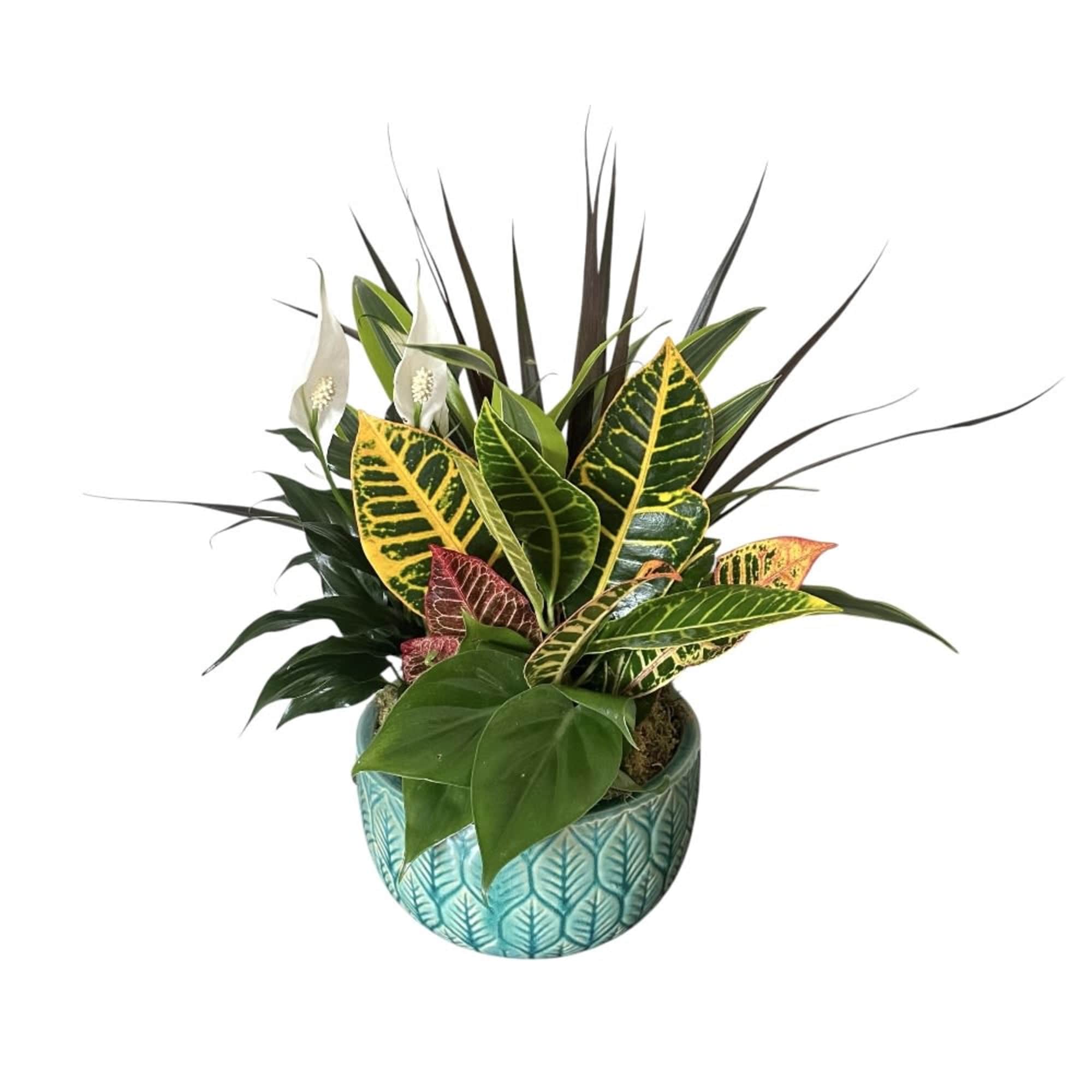Lush architectural foliage takes center stage in this modern dish garden, a