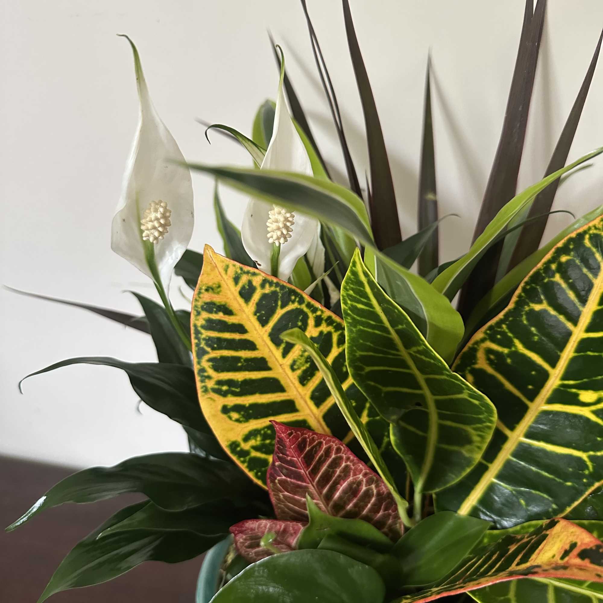 Lush architectural foliage takes center stage in this modern dish garden, a