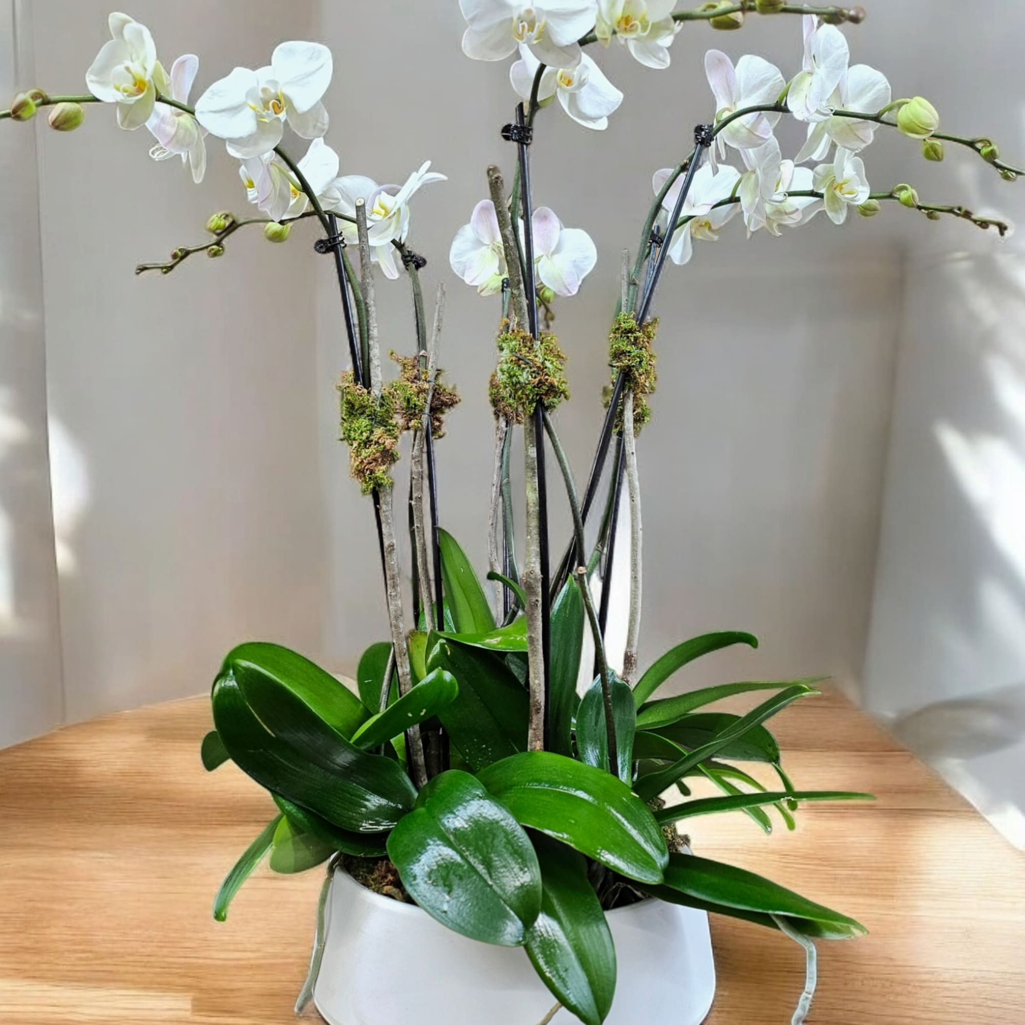 White orchid plant in a white pot with glossy green leaves