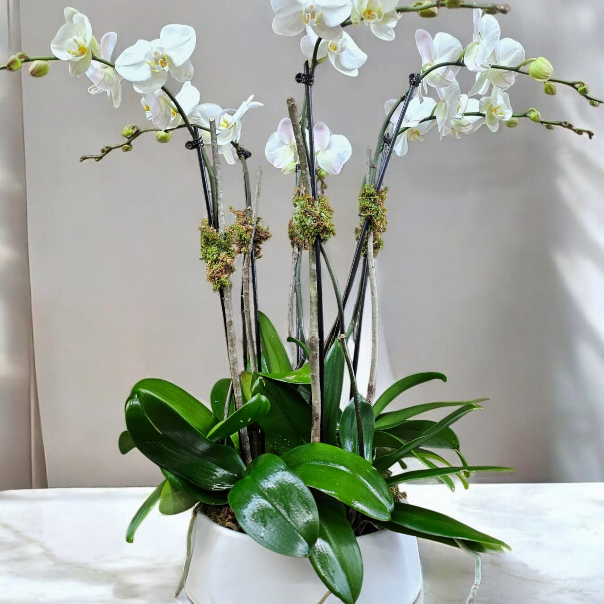 White orchids arranged in a white pot with glossy green leaves