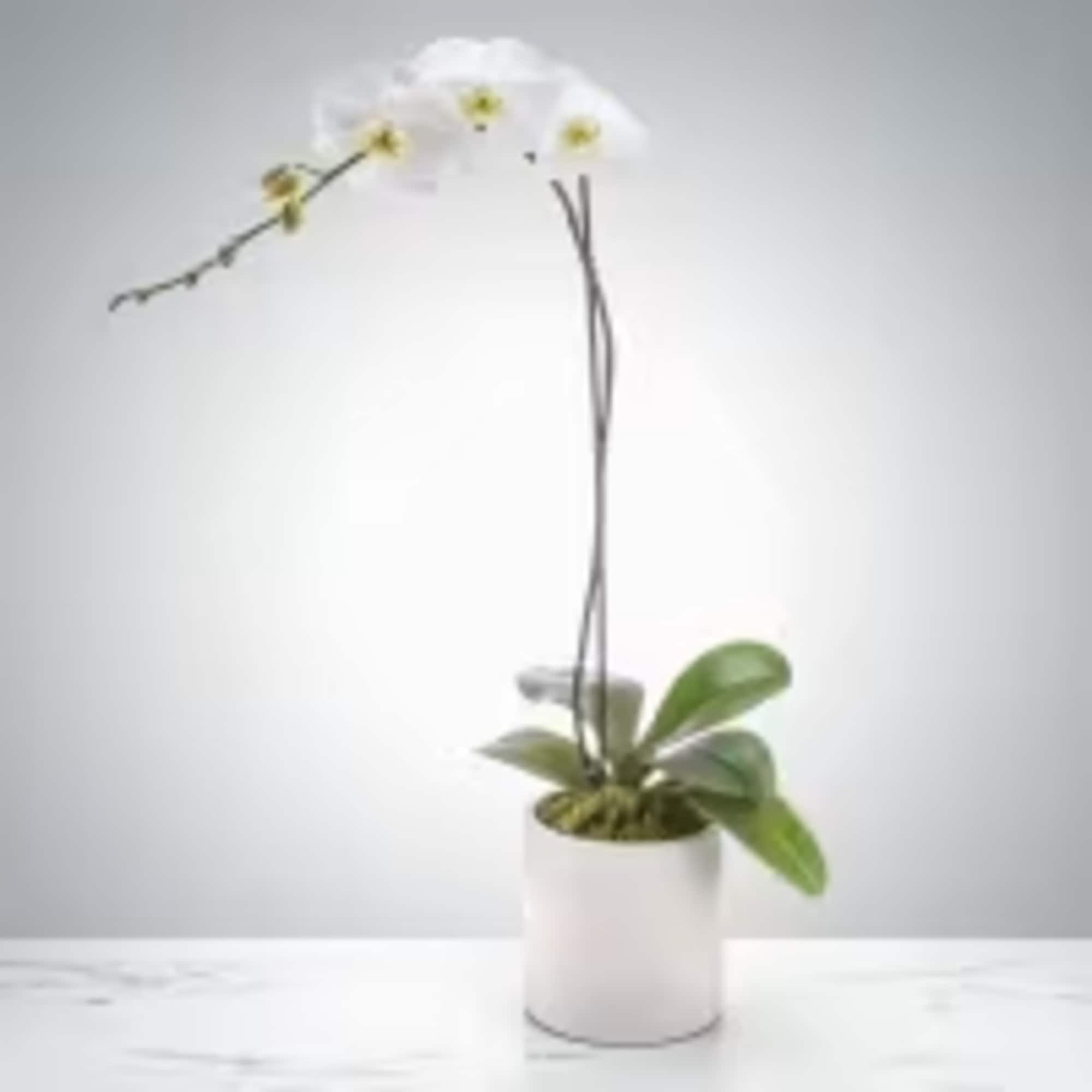 White orchid plant in a white pot with a tall arching stem