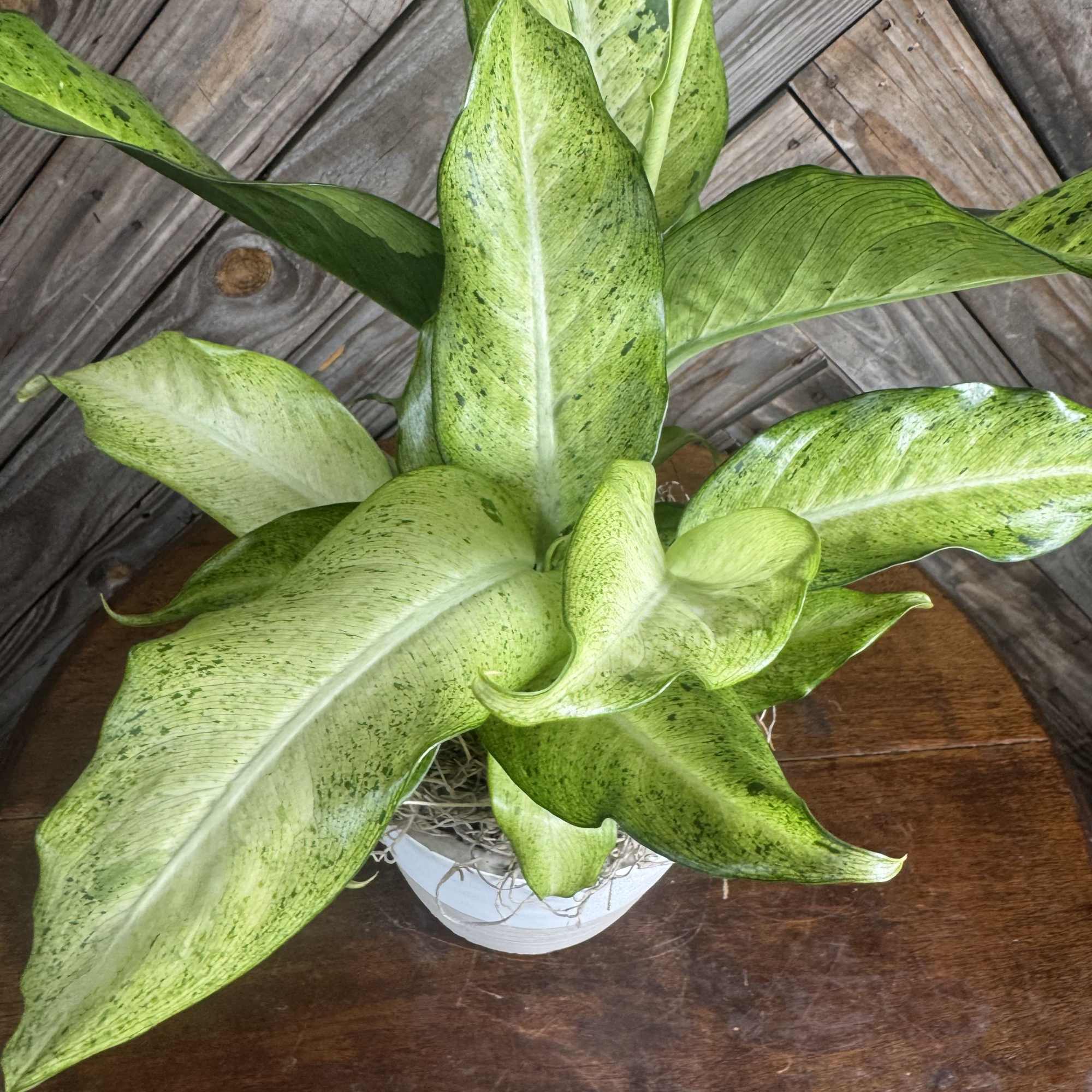 A bold tropical houseplant showstopper in a sleek 6-inch two-tone concrete planter.
Hand-picked