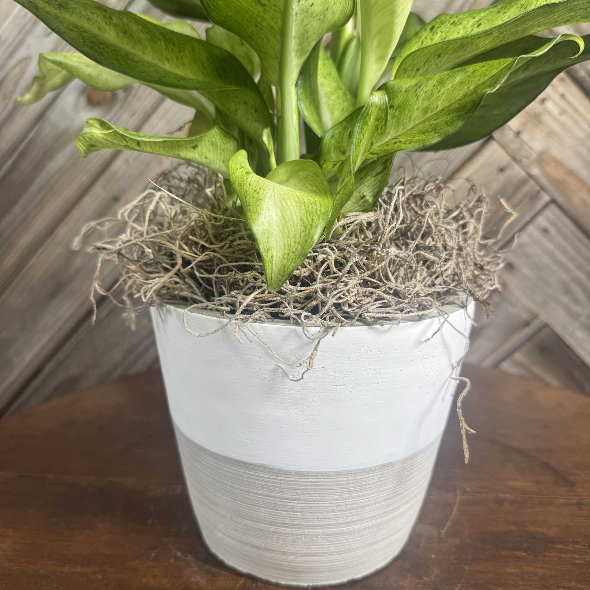 A bold tropical houseplant showstopper in a sleek 6-inch two-tone concrete planter.
Hand-picked