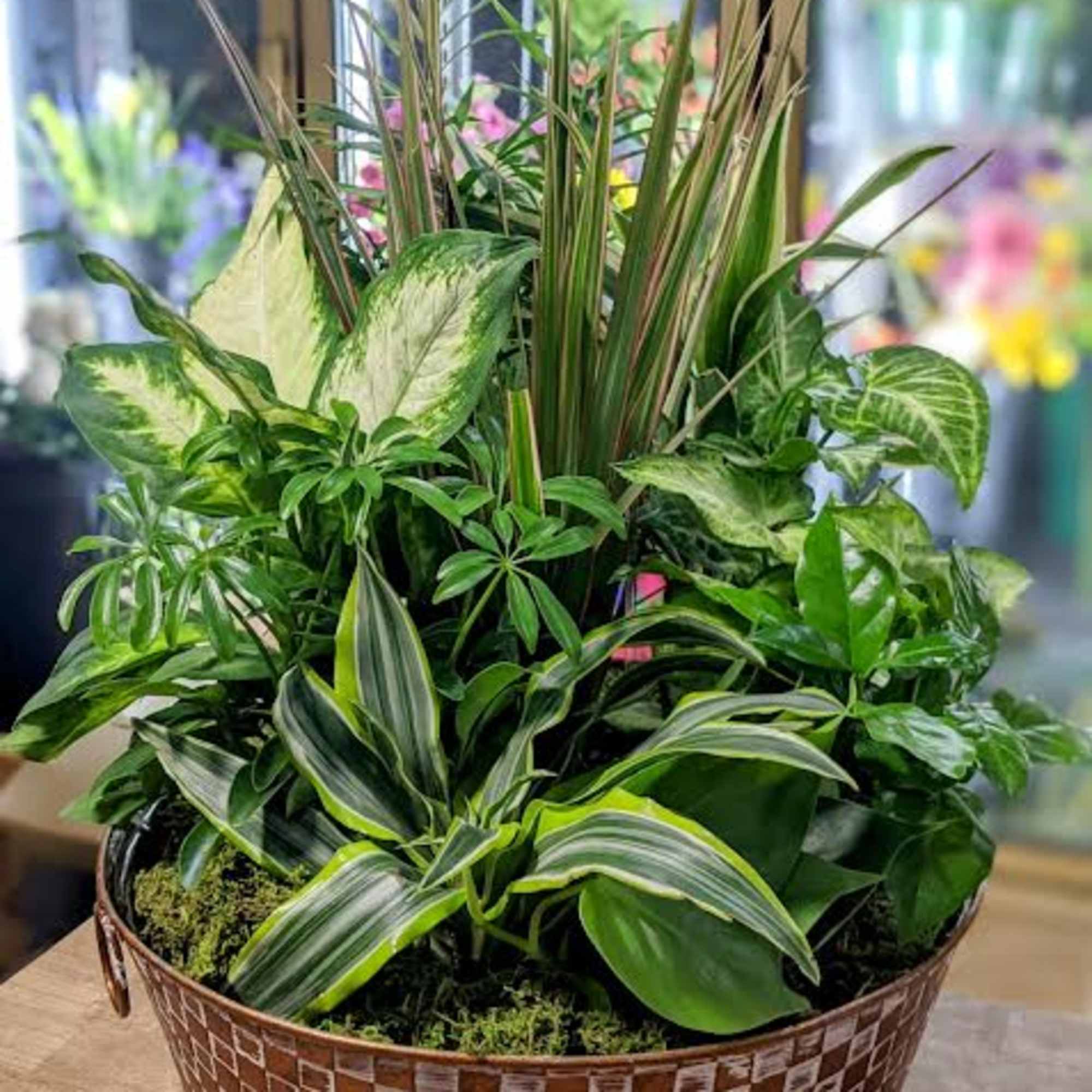Mixed green houseplants arranged in a patterned basket planter