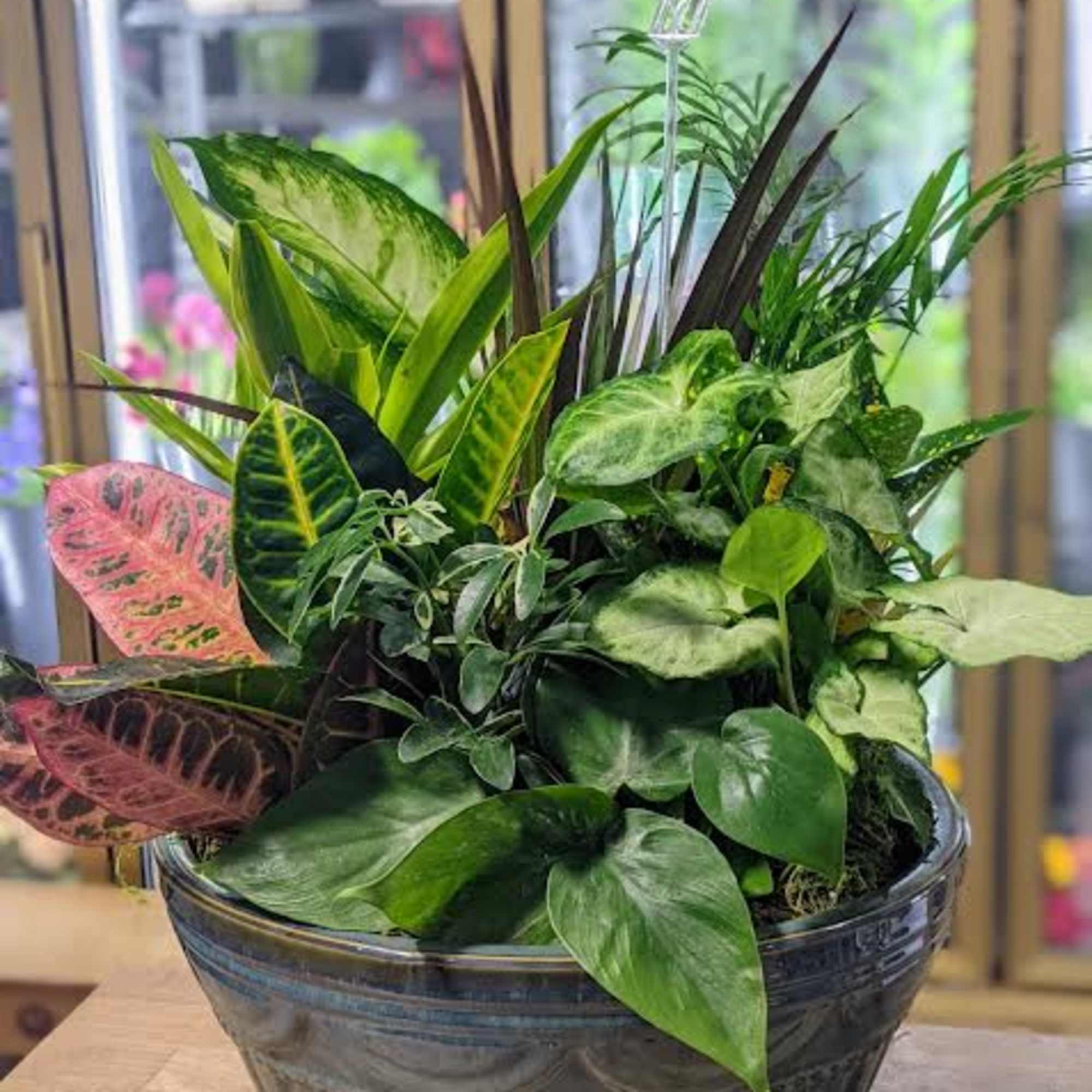 Mixed potted houseplants in a ceramic bowl planter