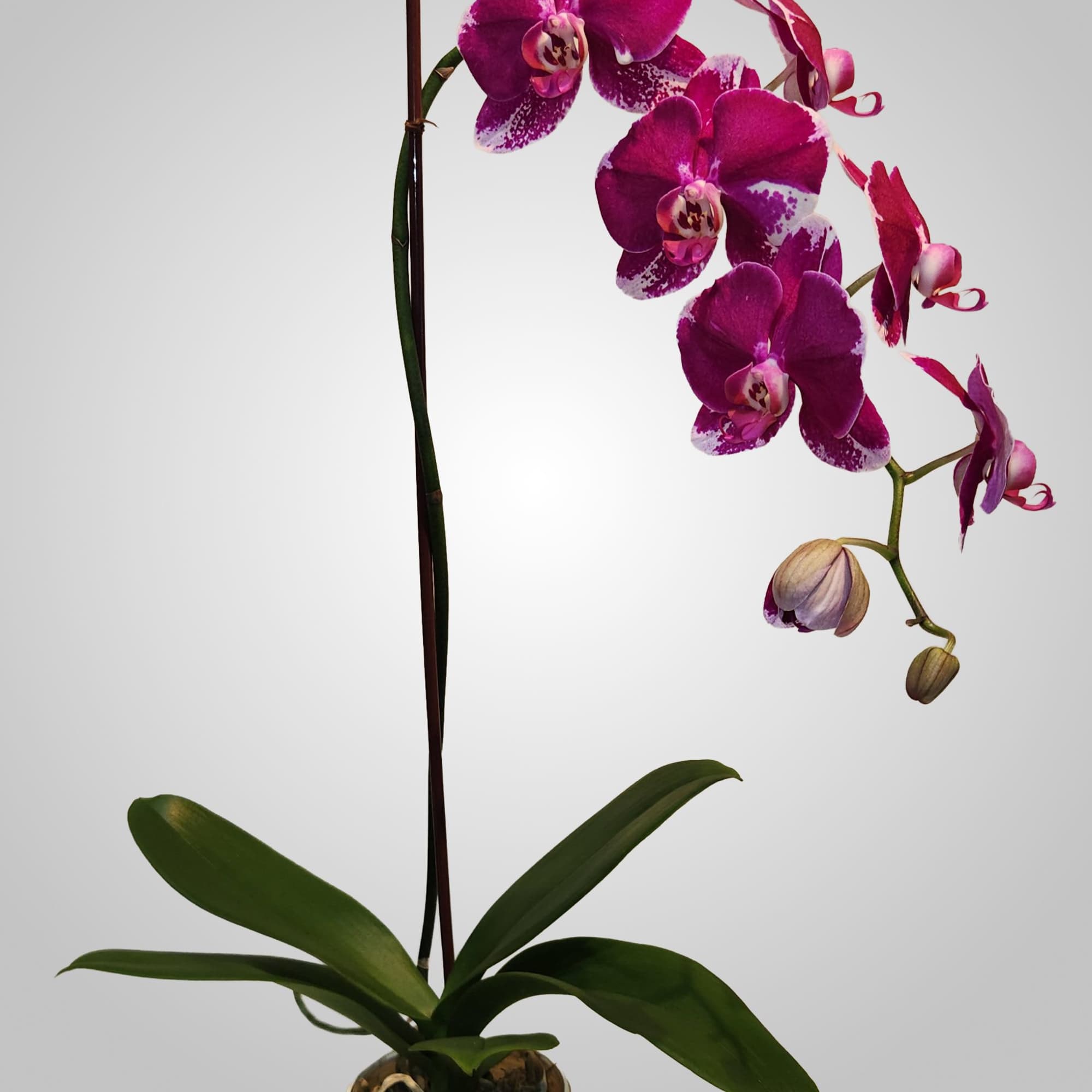 Our most popular and durable orchid plant. We like to say it