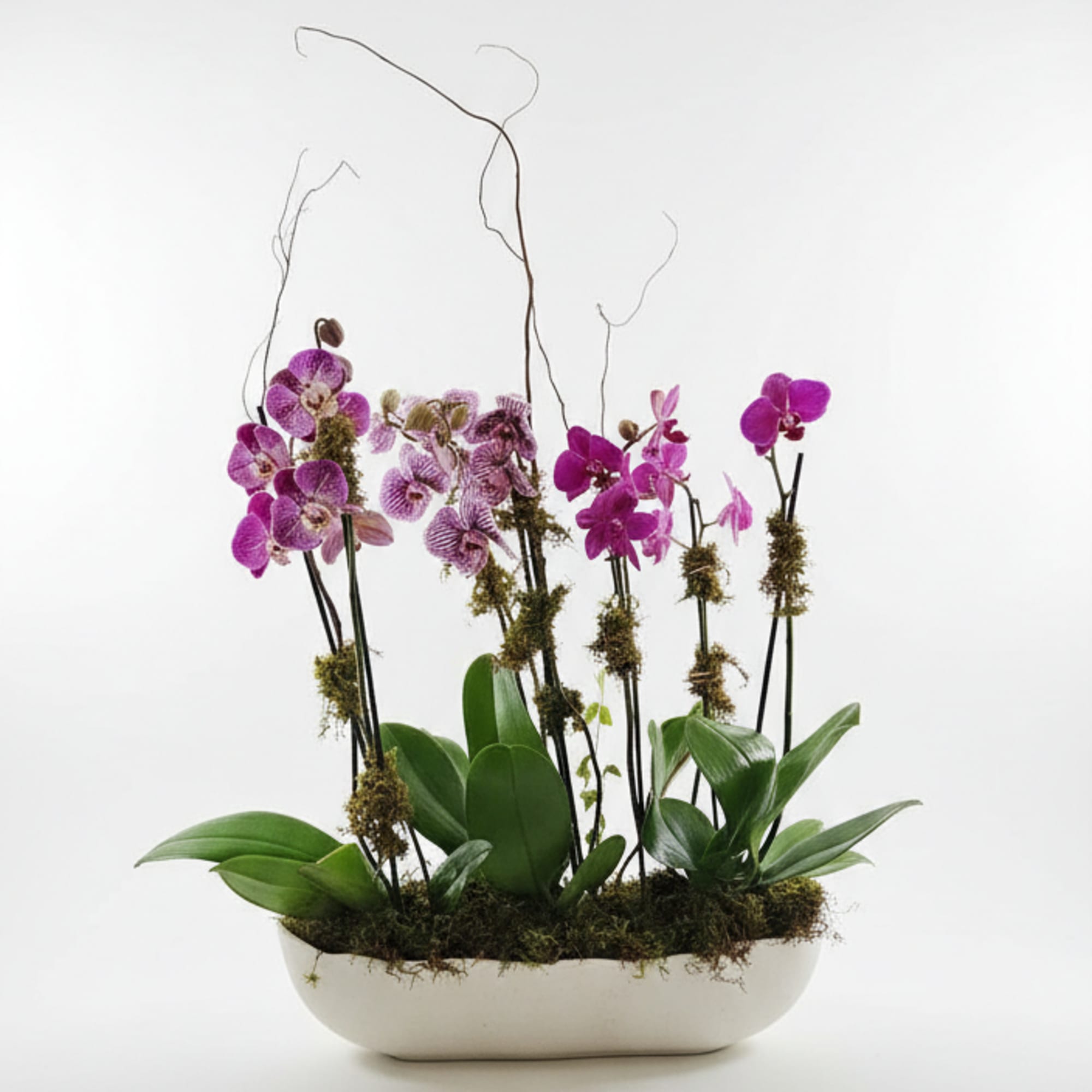 Purple orchids arranged in a white oval planter