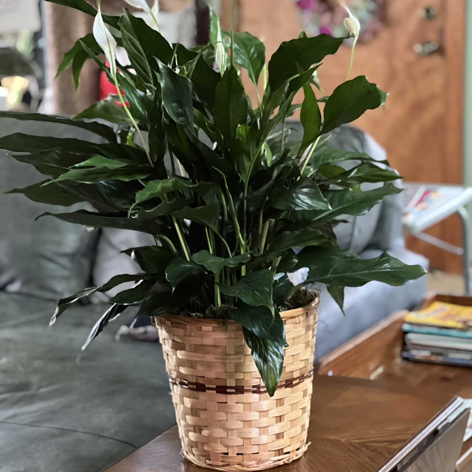 Potted peace lily in a woven basket planter