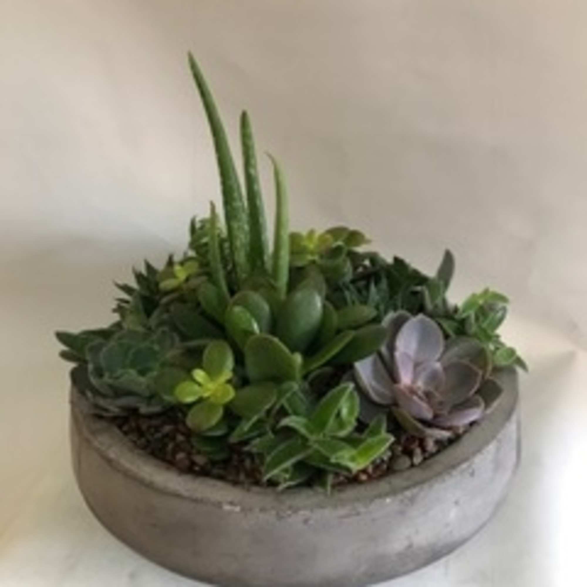 Succulent arrangement in a round concrete bowl