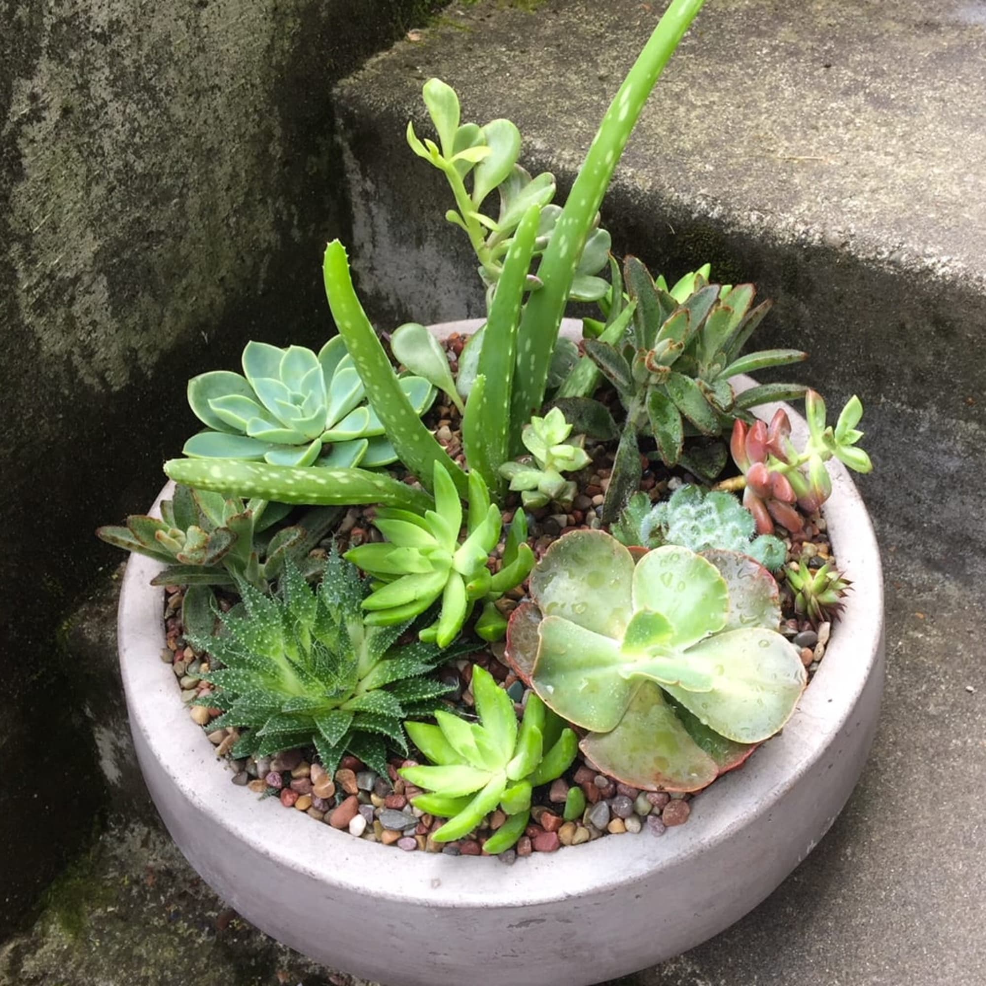 Mixed succulents in a round white planter