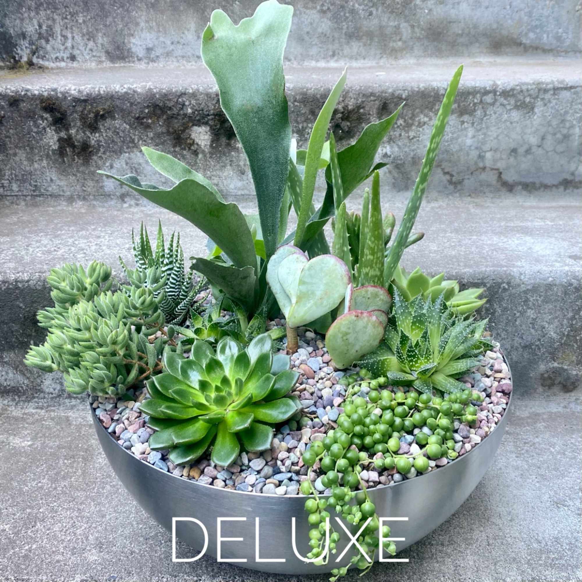 Round succulent planter with assorted green succulents in a metal bowl