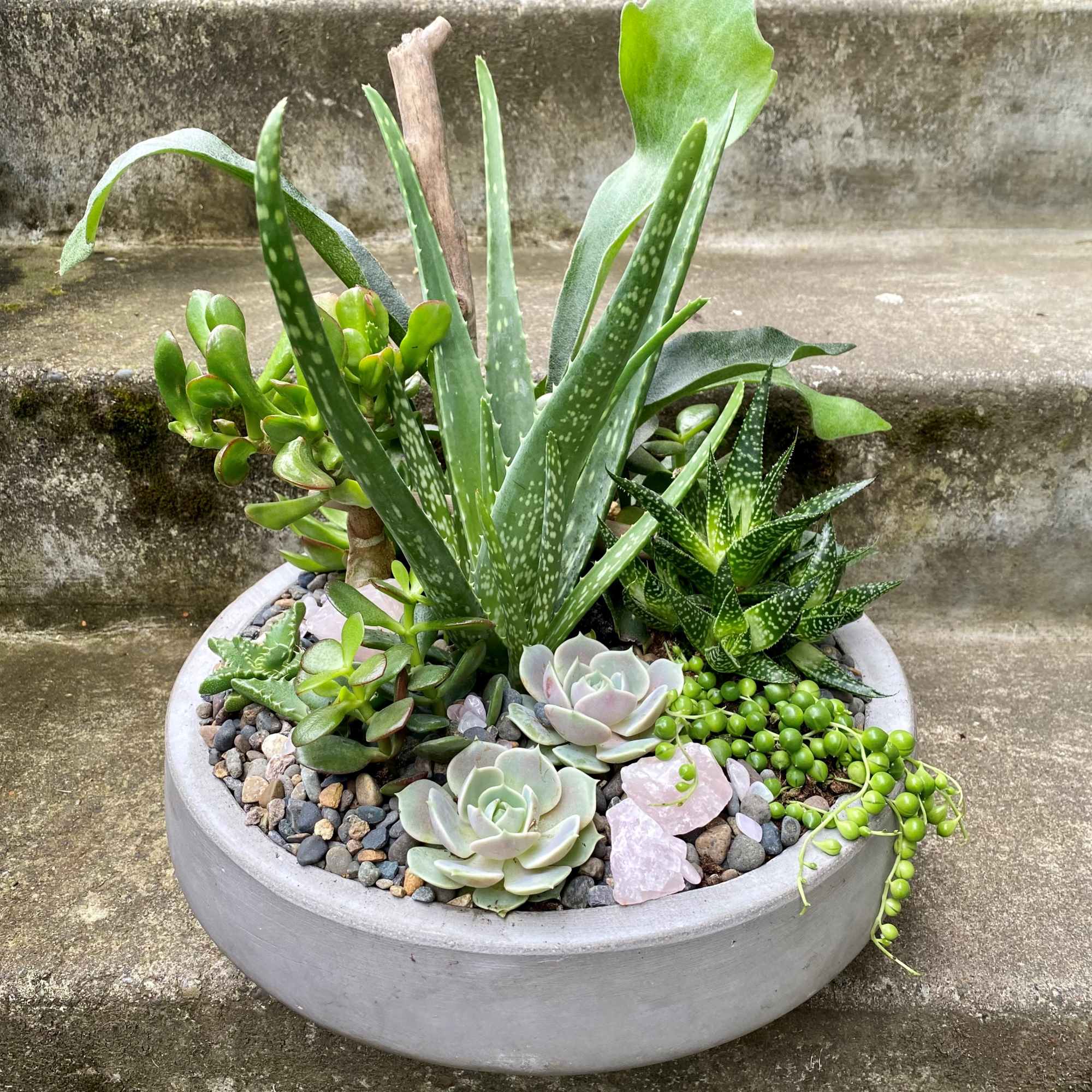 Succulent arrangement in a round concrete planter