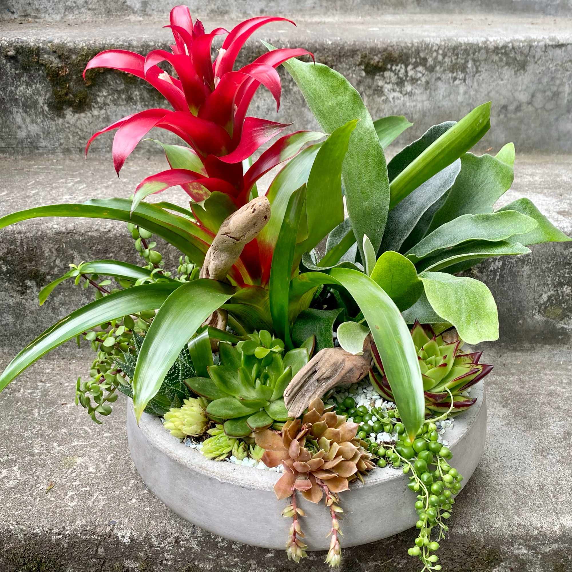 Succulent planter with a red bromeliad and assorted green succulents in a round concrete bowl