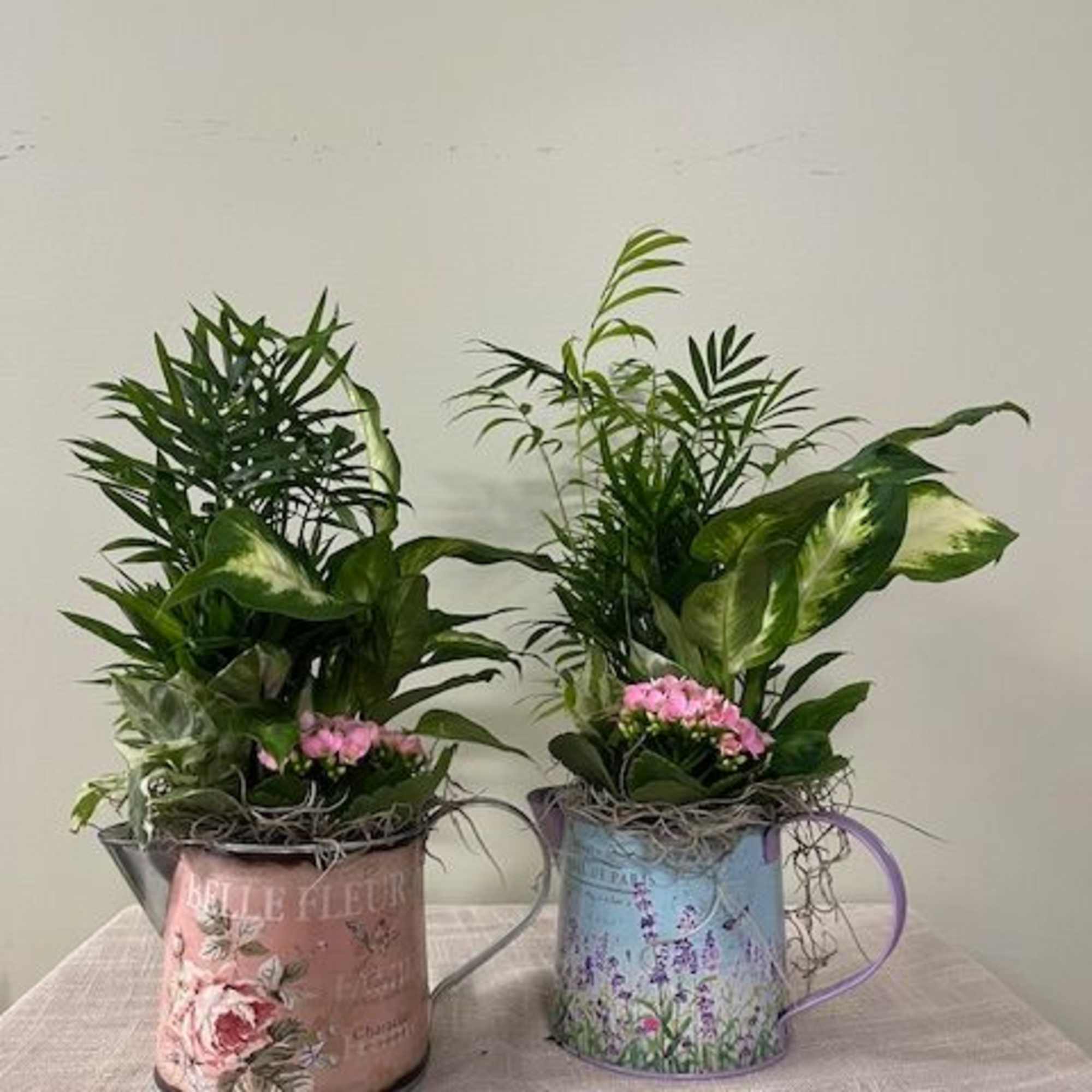 Two potted plant arrangements in decorative metal watering cans with pink flowers
