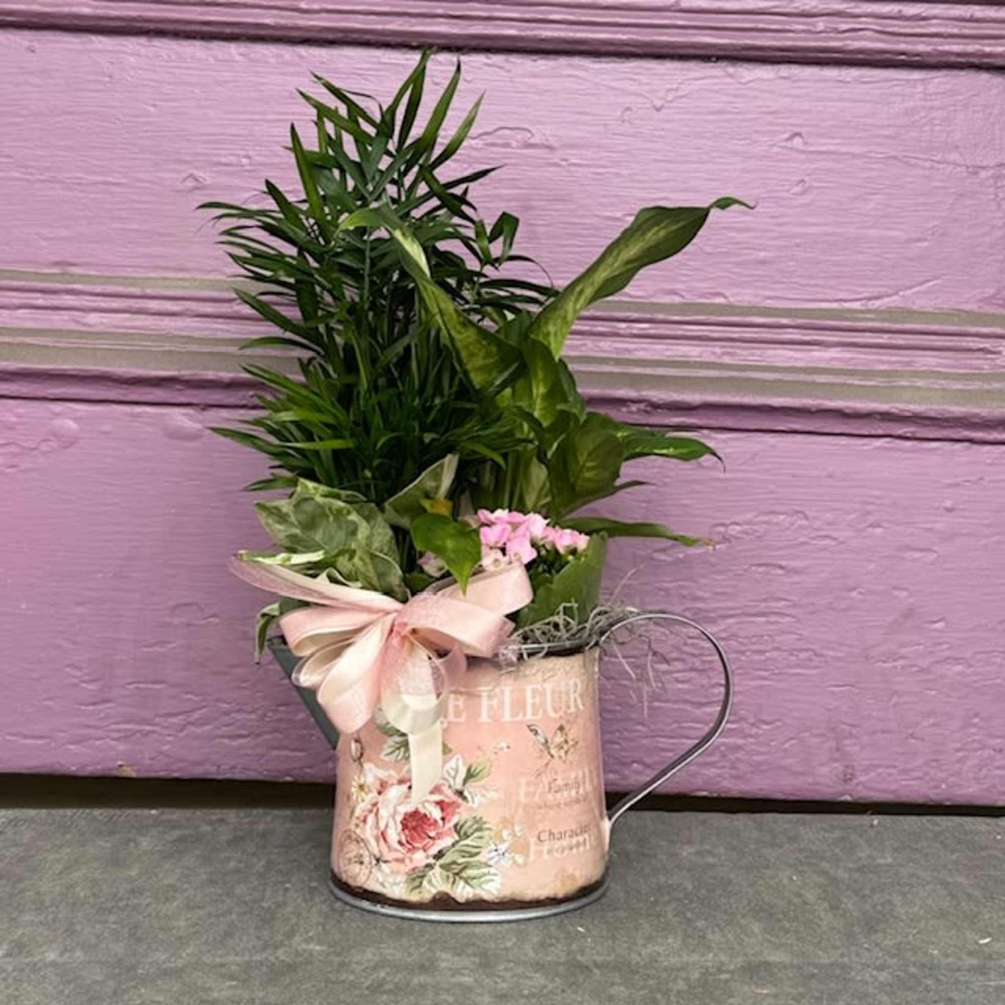 Potted plant arrangement in a floral metal watering can with a pink ribbon