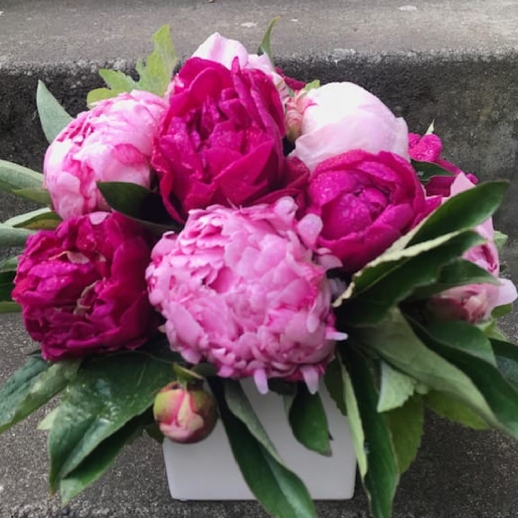 Pink peonies arranged in a white container