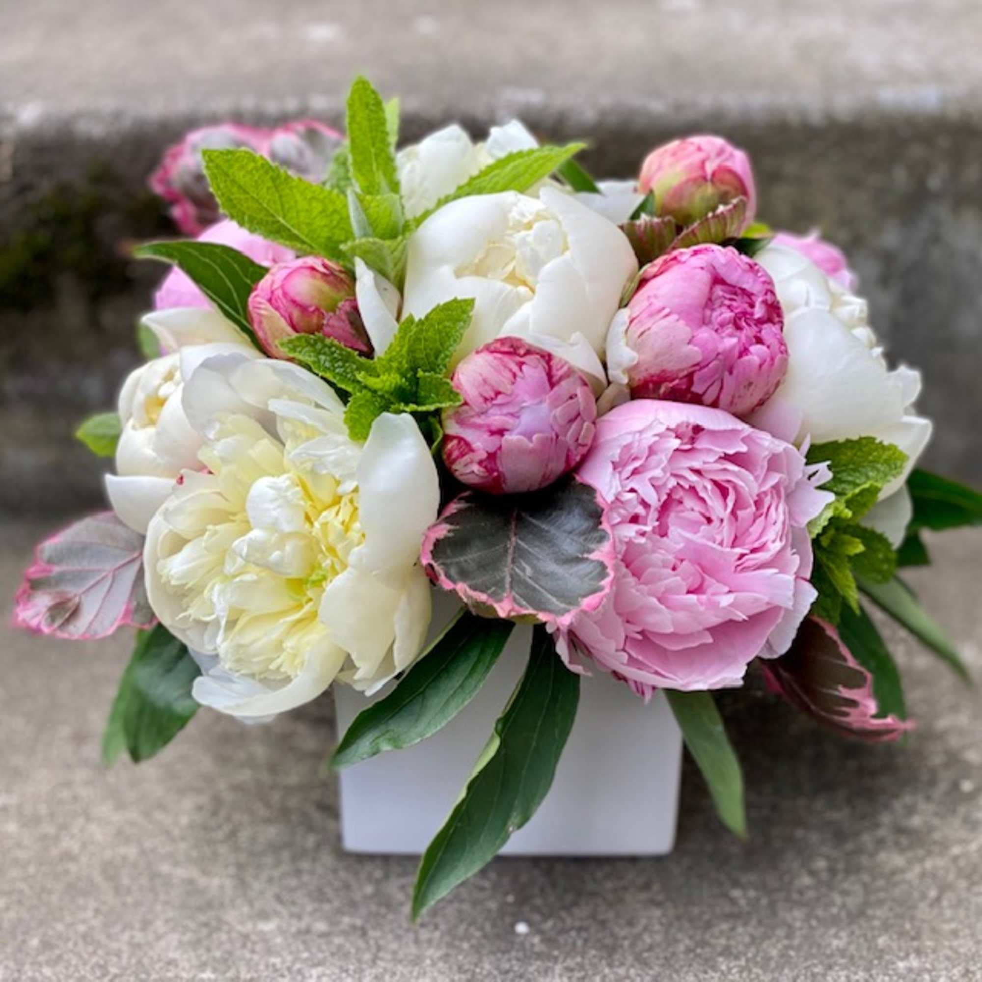 Pink and white peonies arranged in a white box