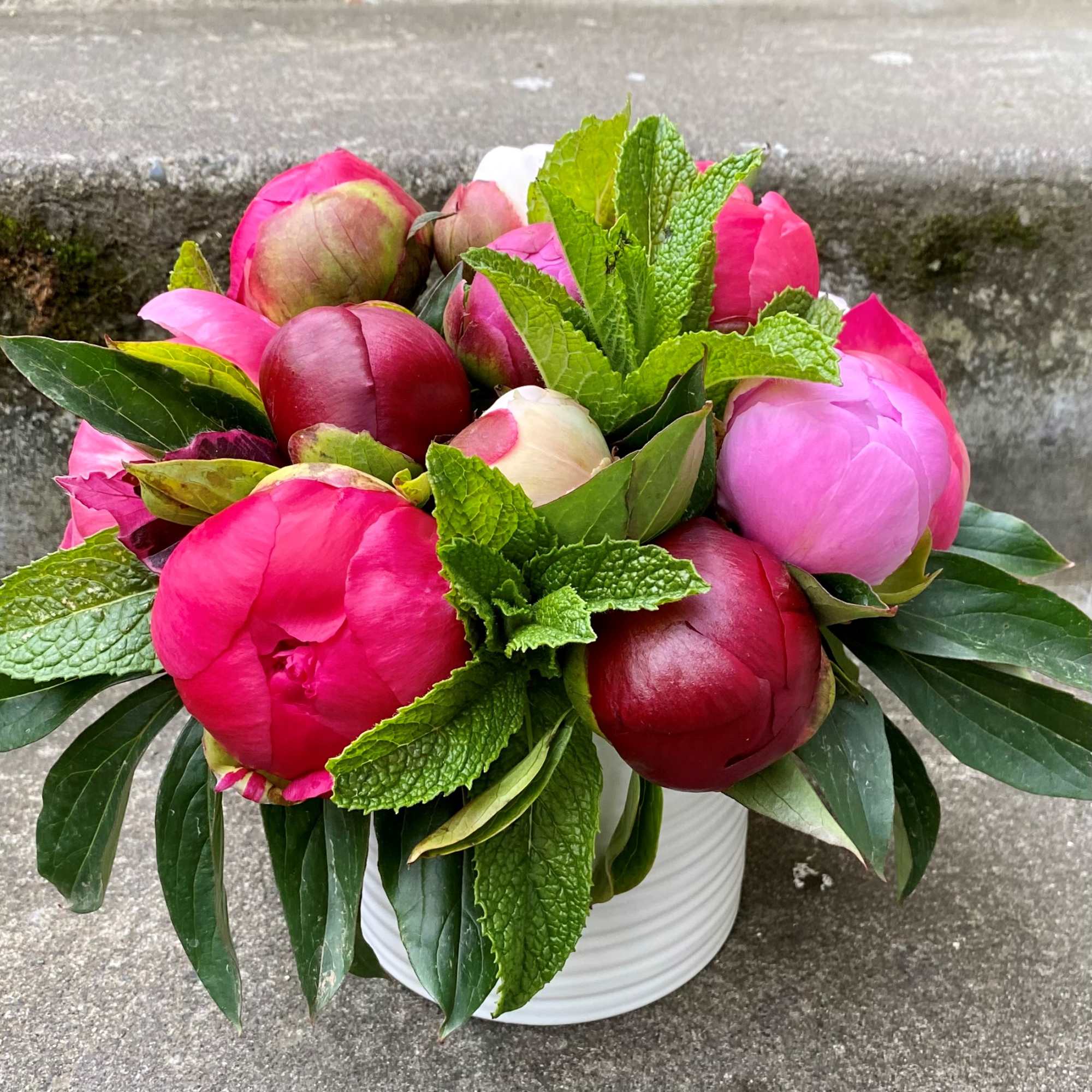 Pink and red peonies arranged in a white vase
