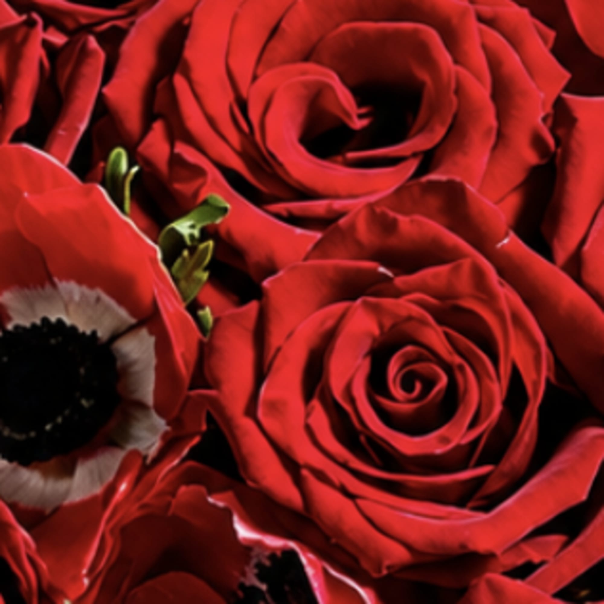 As Shown. A perfect pairing of 36 red Freedom roses, anemone, and