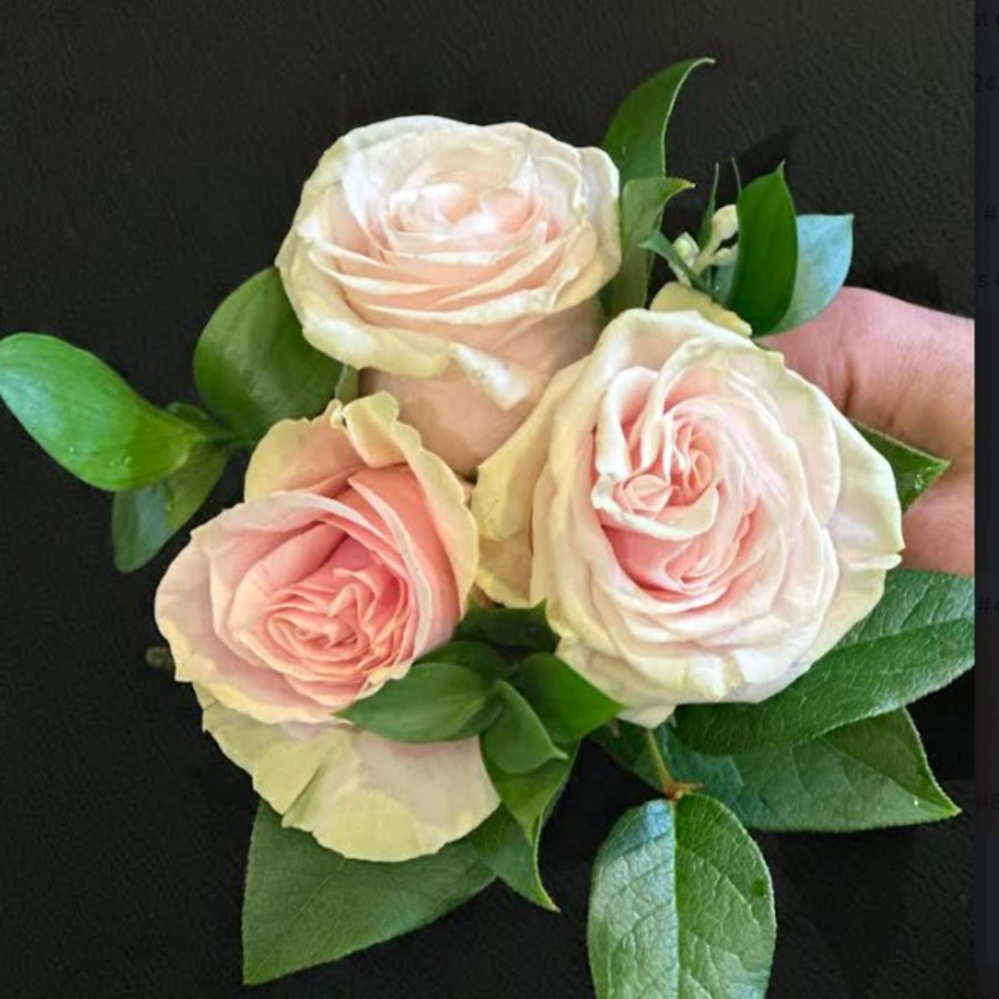 Three pale pink roses with green leaves on a dark background