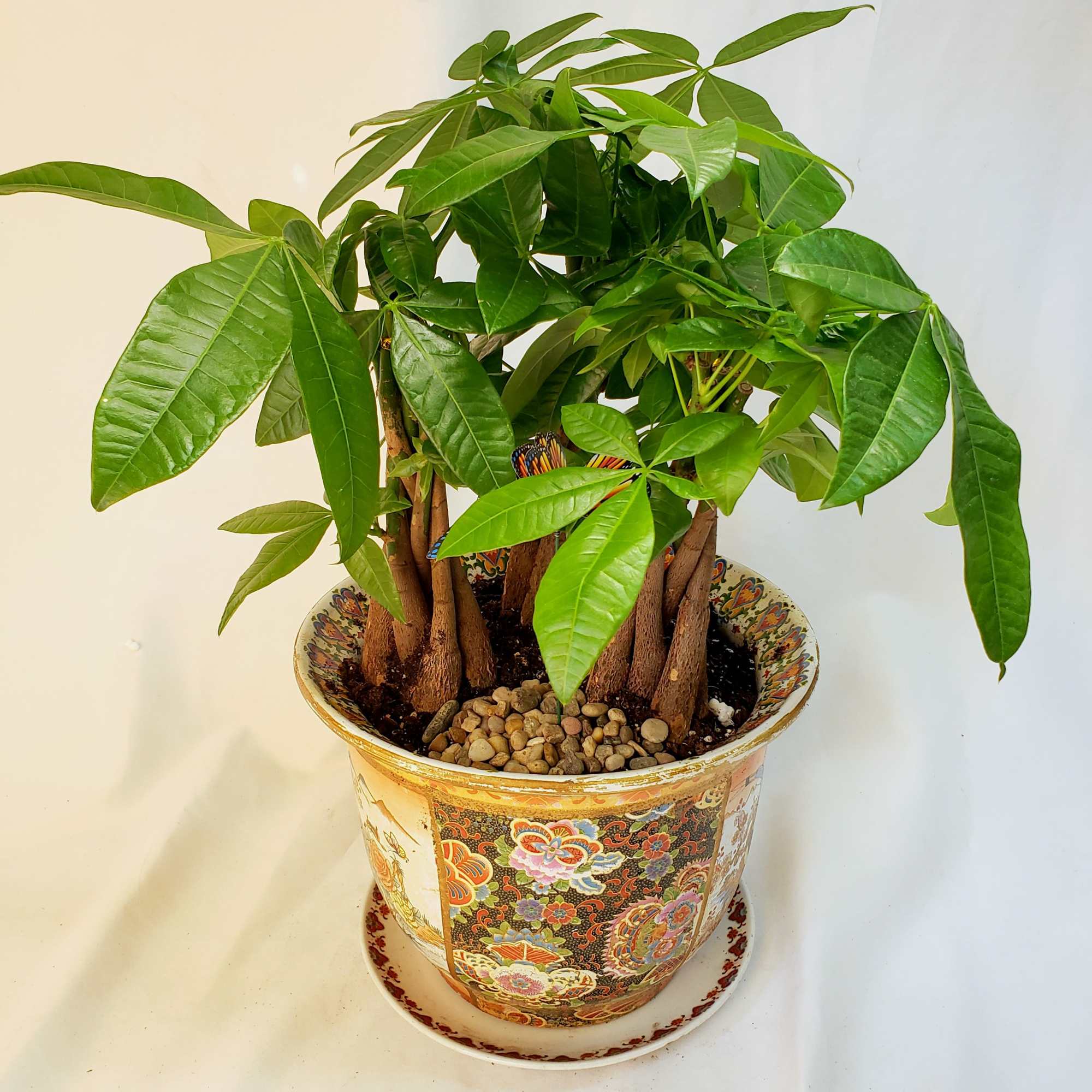 Potted money tree plant in a decorative ceramic pot
