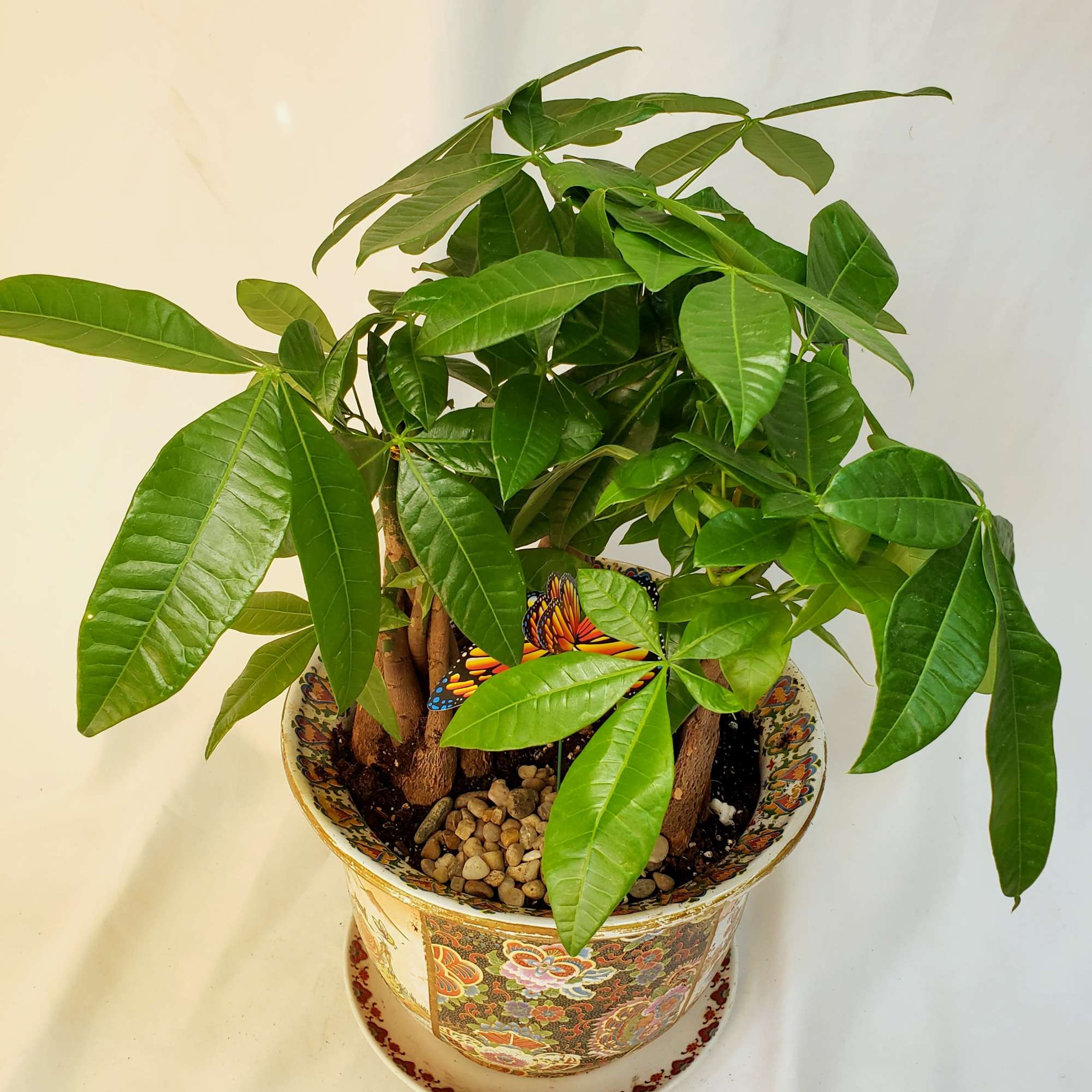 Potted green money tree in a decorative ceramic planter