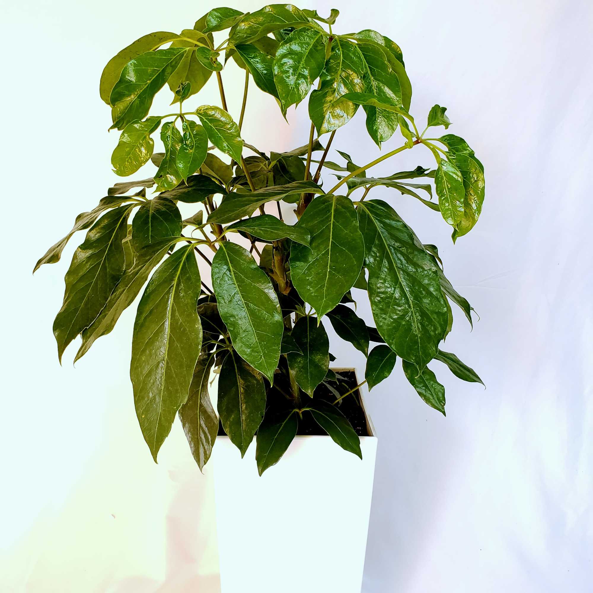 Potted green houseplant in a white square planter