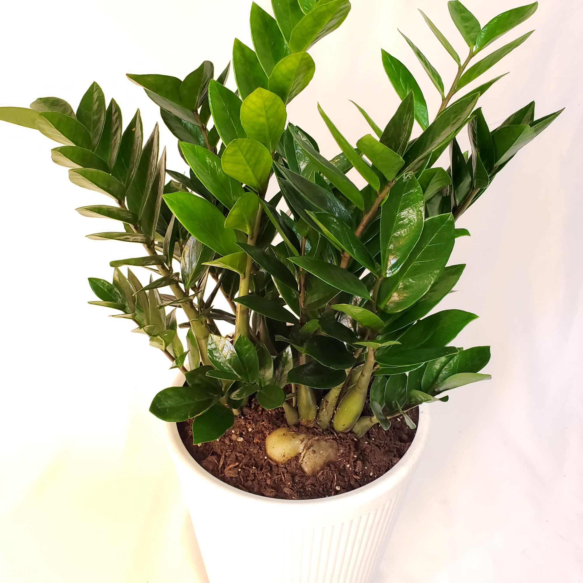 Potted green houseplant with glossy oval leaves in a white planter