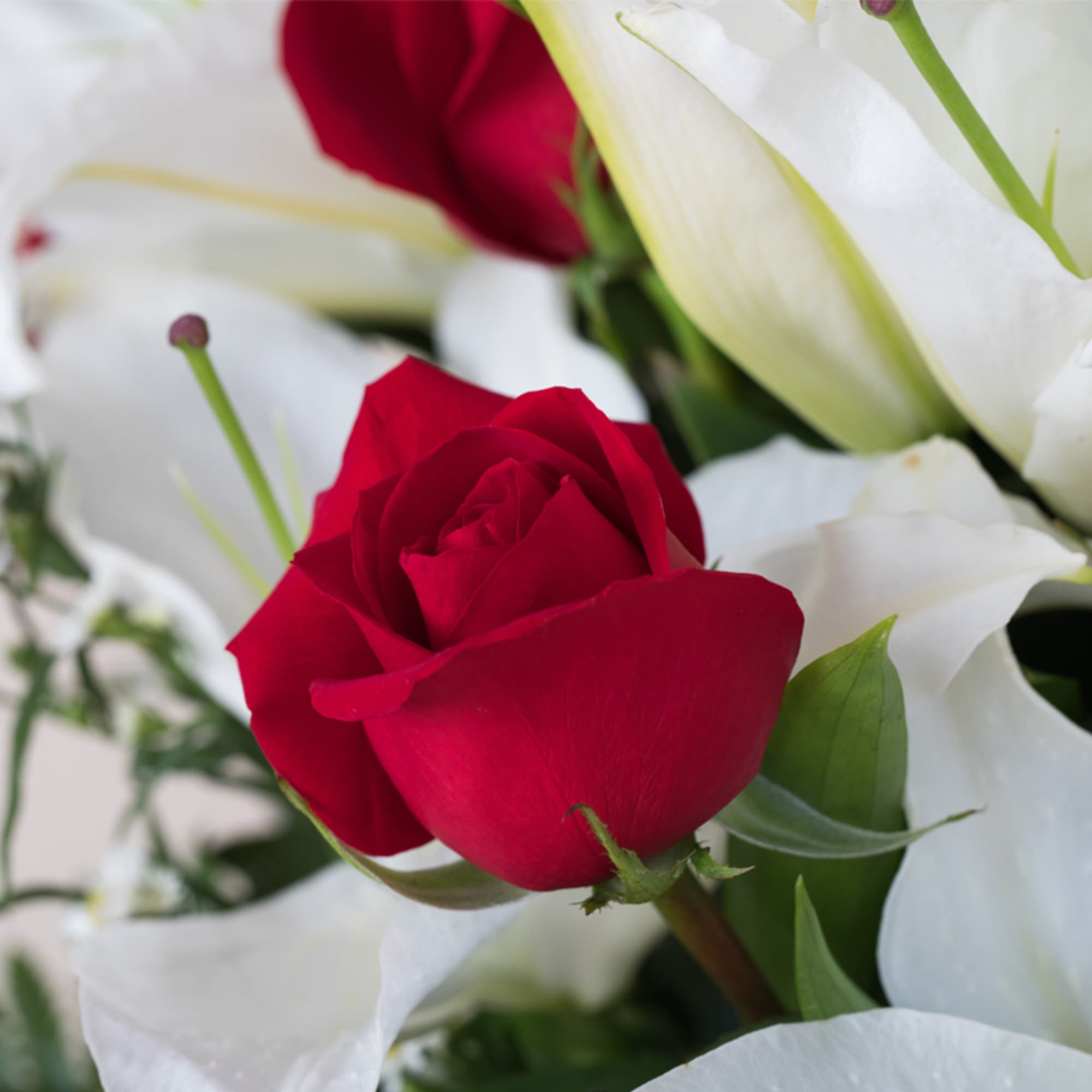 Close-up of a red rose surrounded by large white lilies in a mixed arrangement